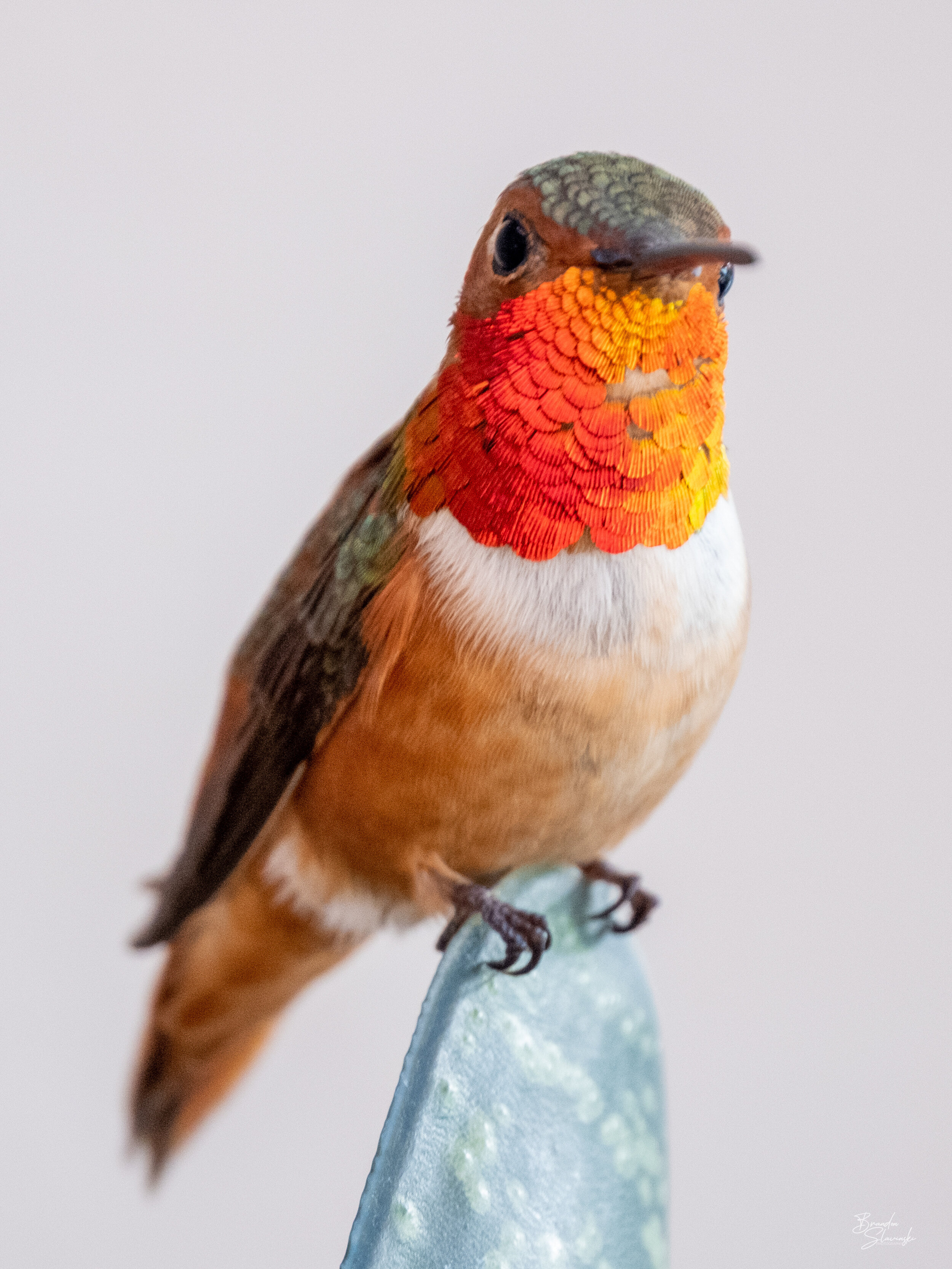 Curious Male Allen's Hummingbird