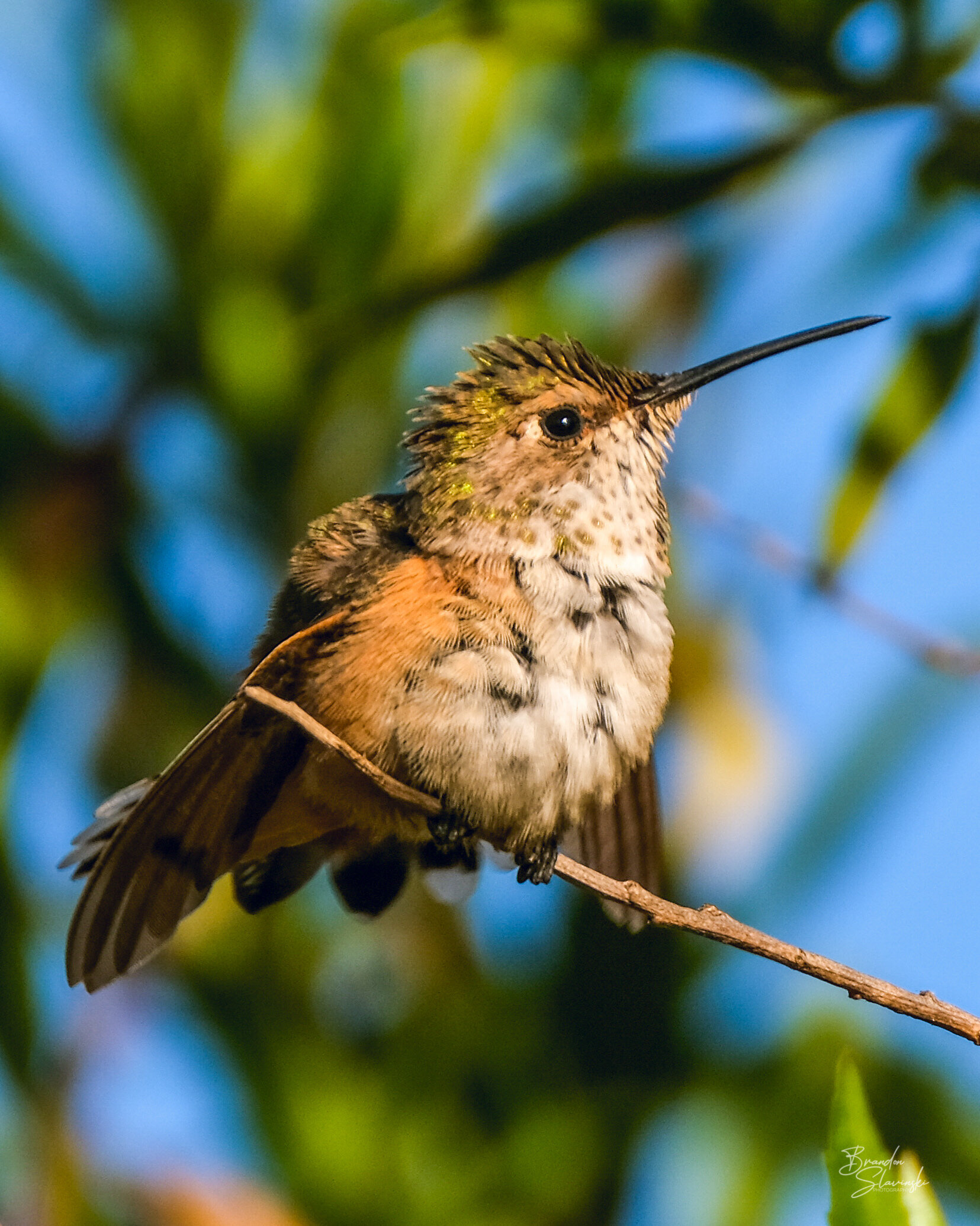 Sunbathing Allen's Hummingbird