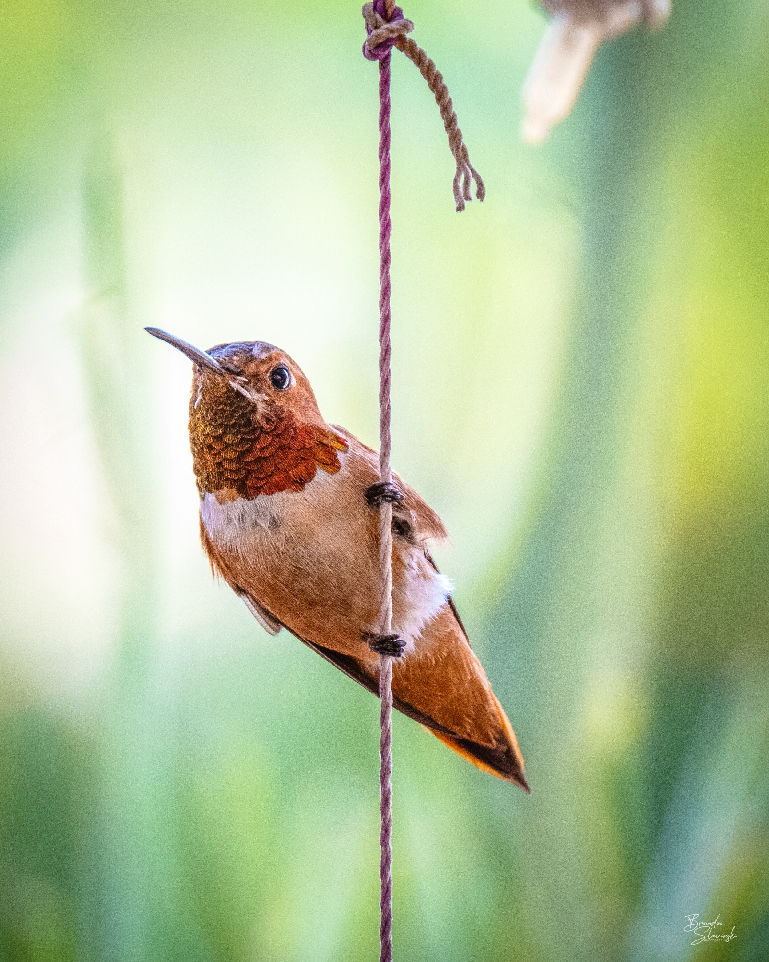 Male Allen's Hummingbird on a String