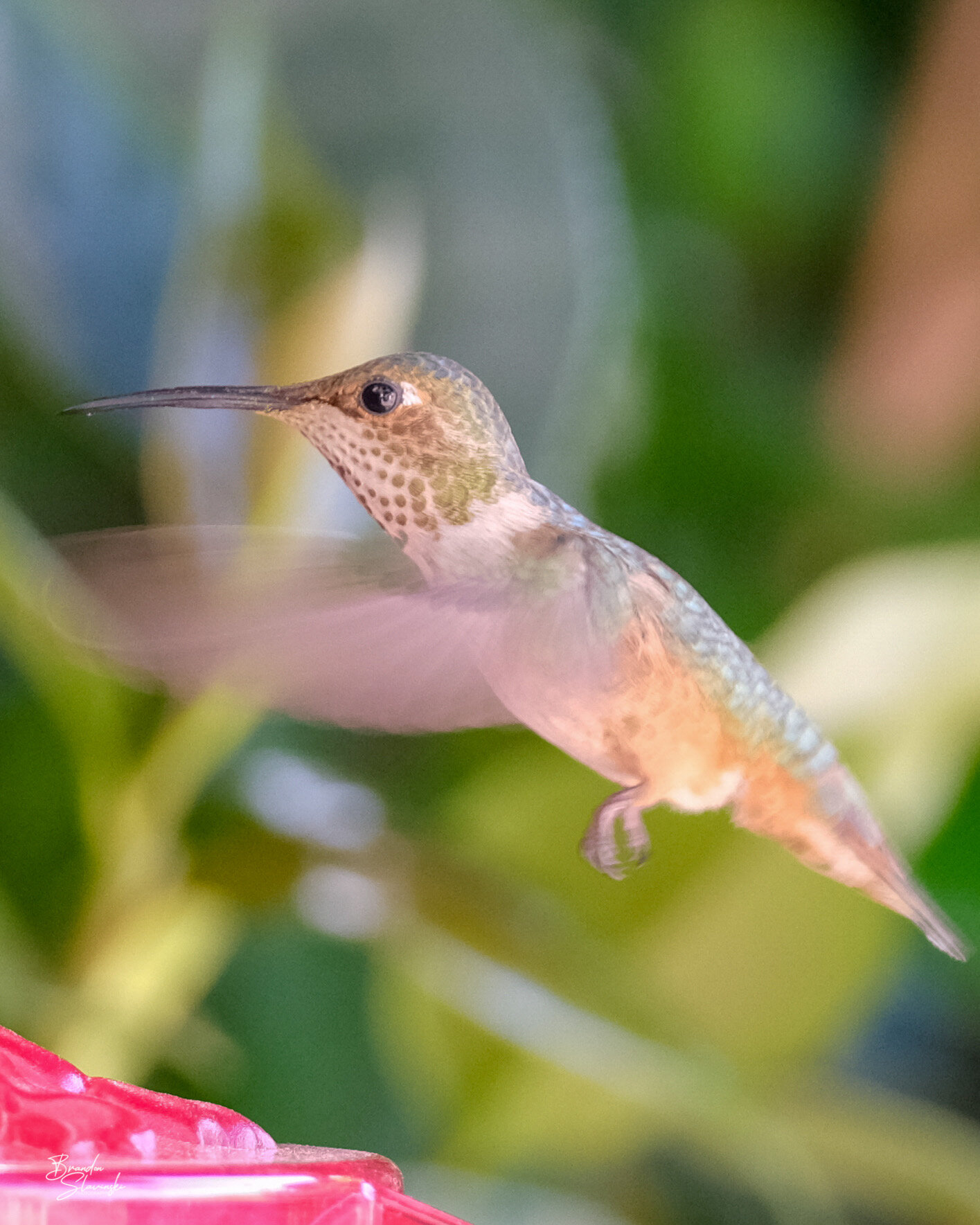 Flying Allen's Hummingbird