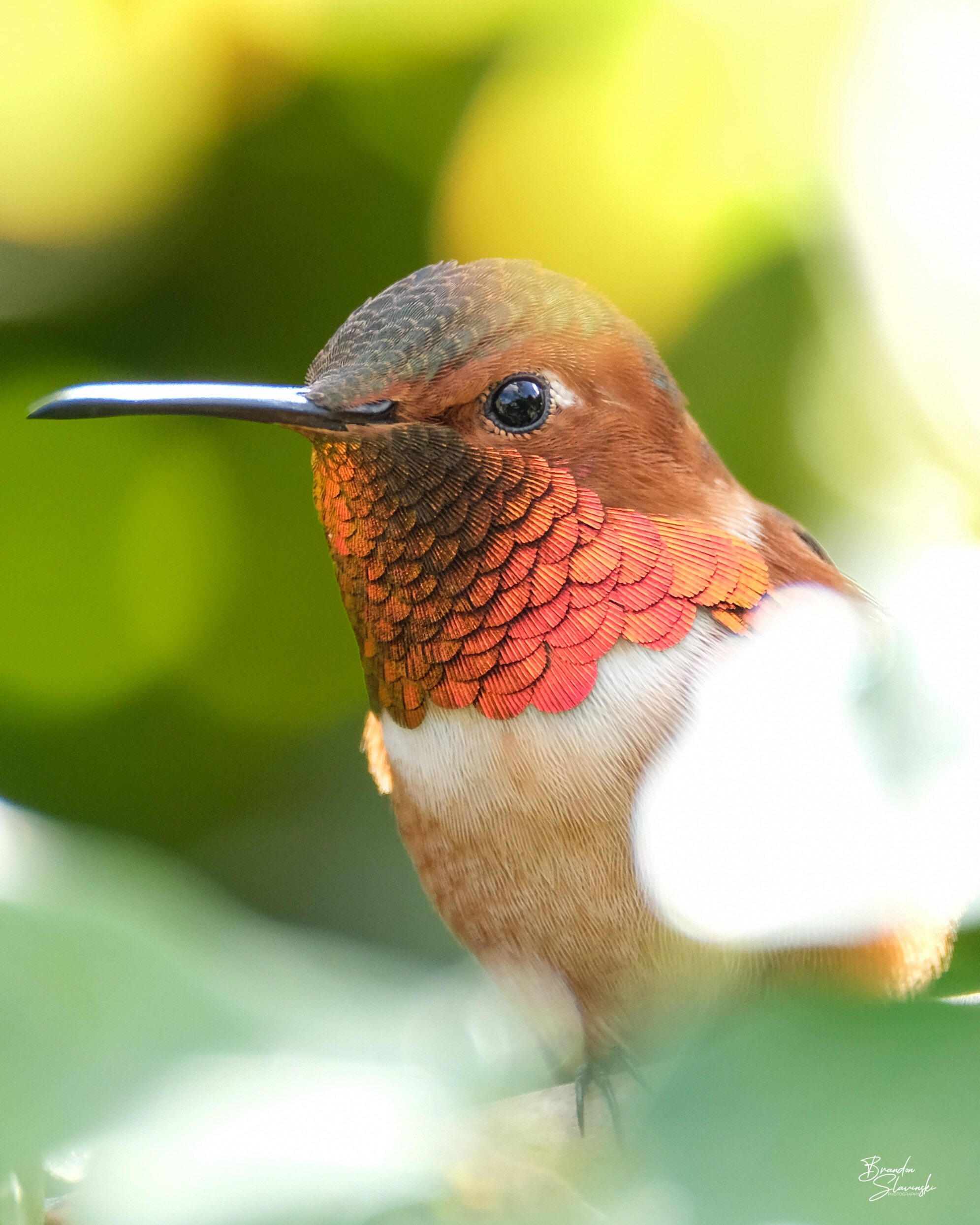 Male Allen's Hummingbird Peeking