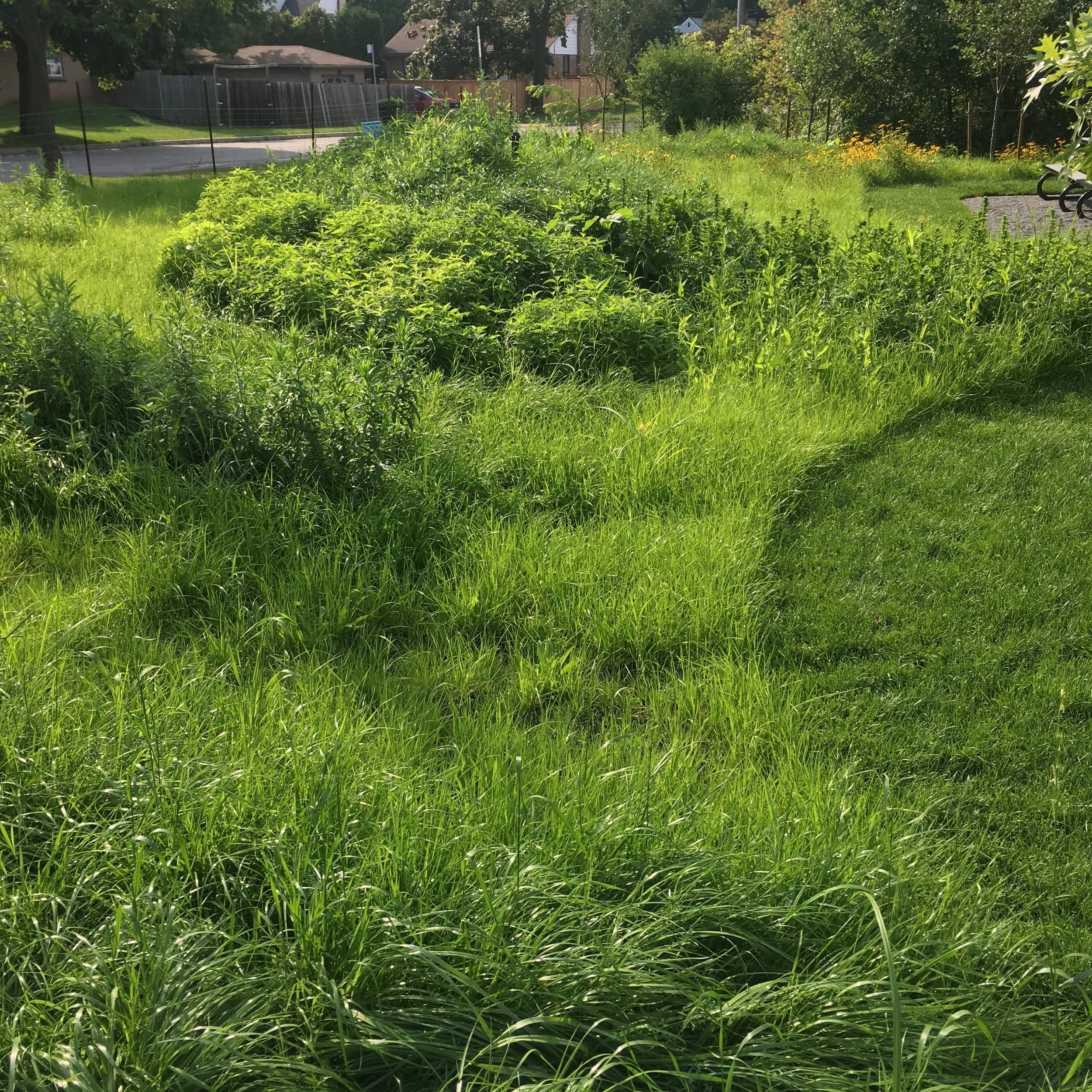  Approximately 3 months of growth. The cover crop is doing marvellously and the plants that were planting at container size are maturing nicely. 