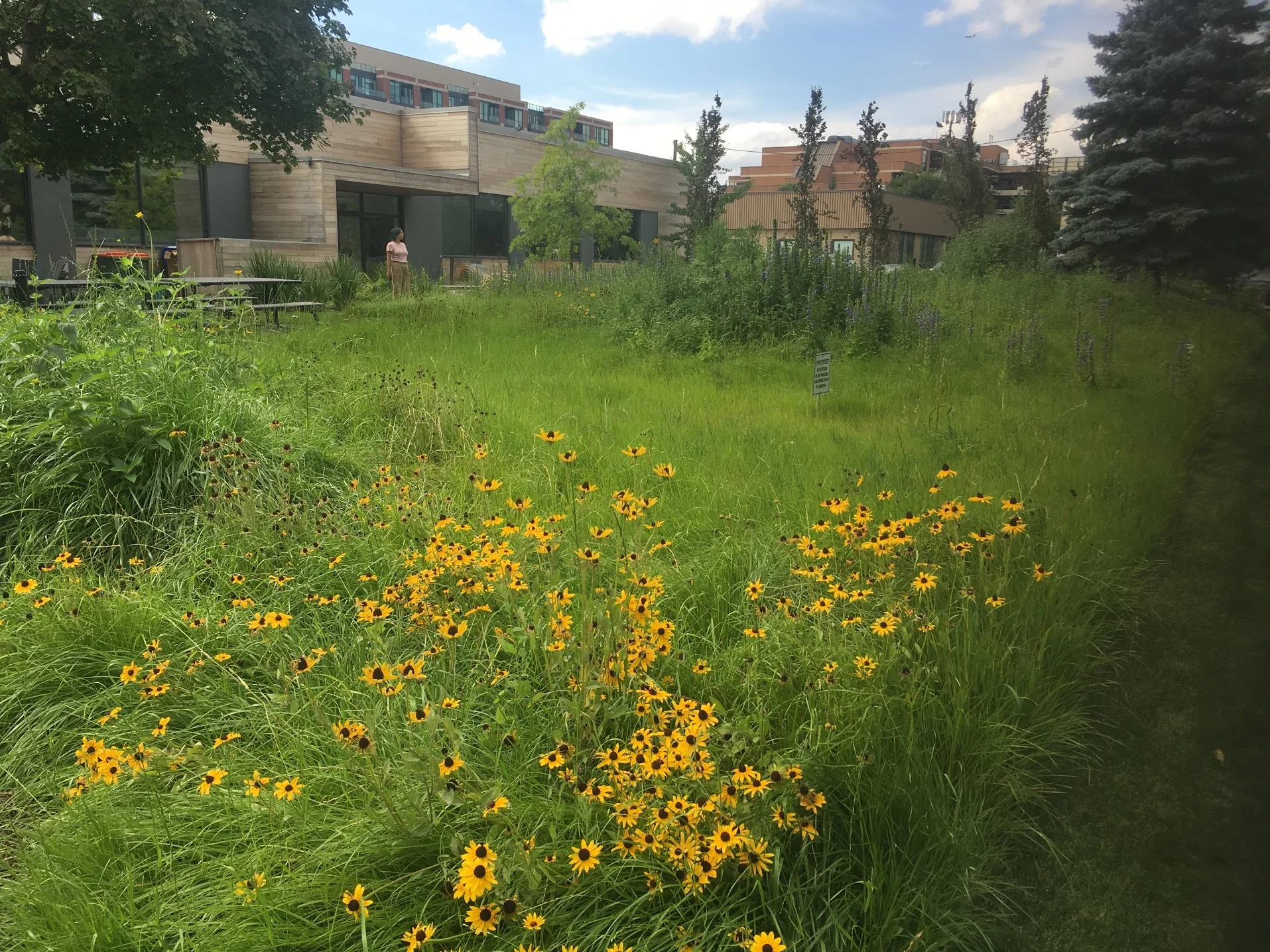Pollinator Meadow