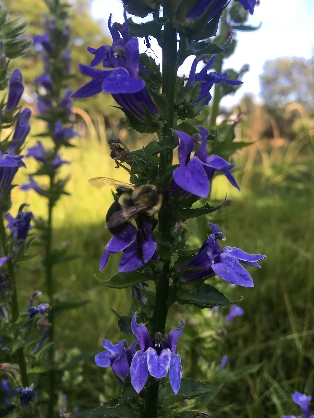  A bumble bee enjoying the Lobelia 