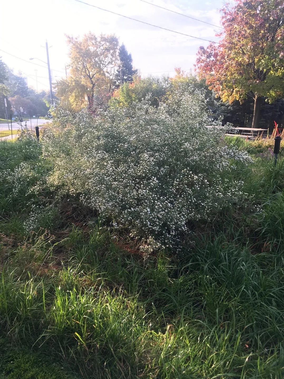  This Heath Aster is incredible! 
