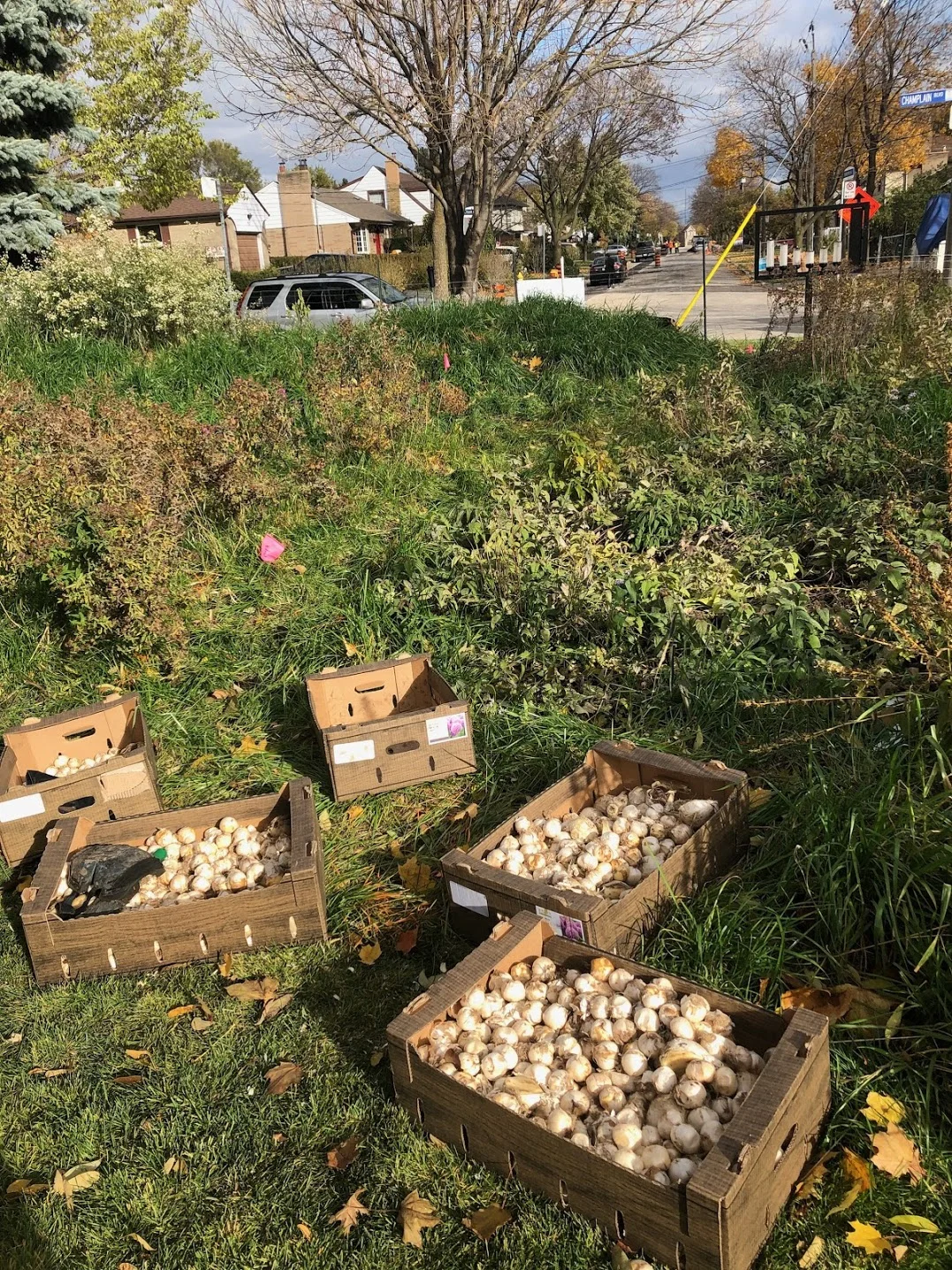  Fall bulb planting. Photo by Chieu-Anh LeVan. 