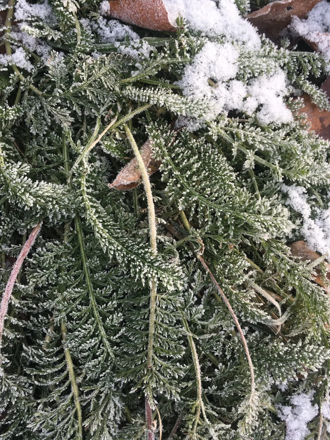  Frosted Yarrow 