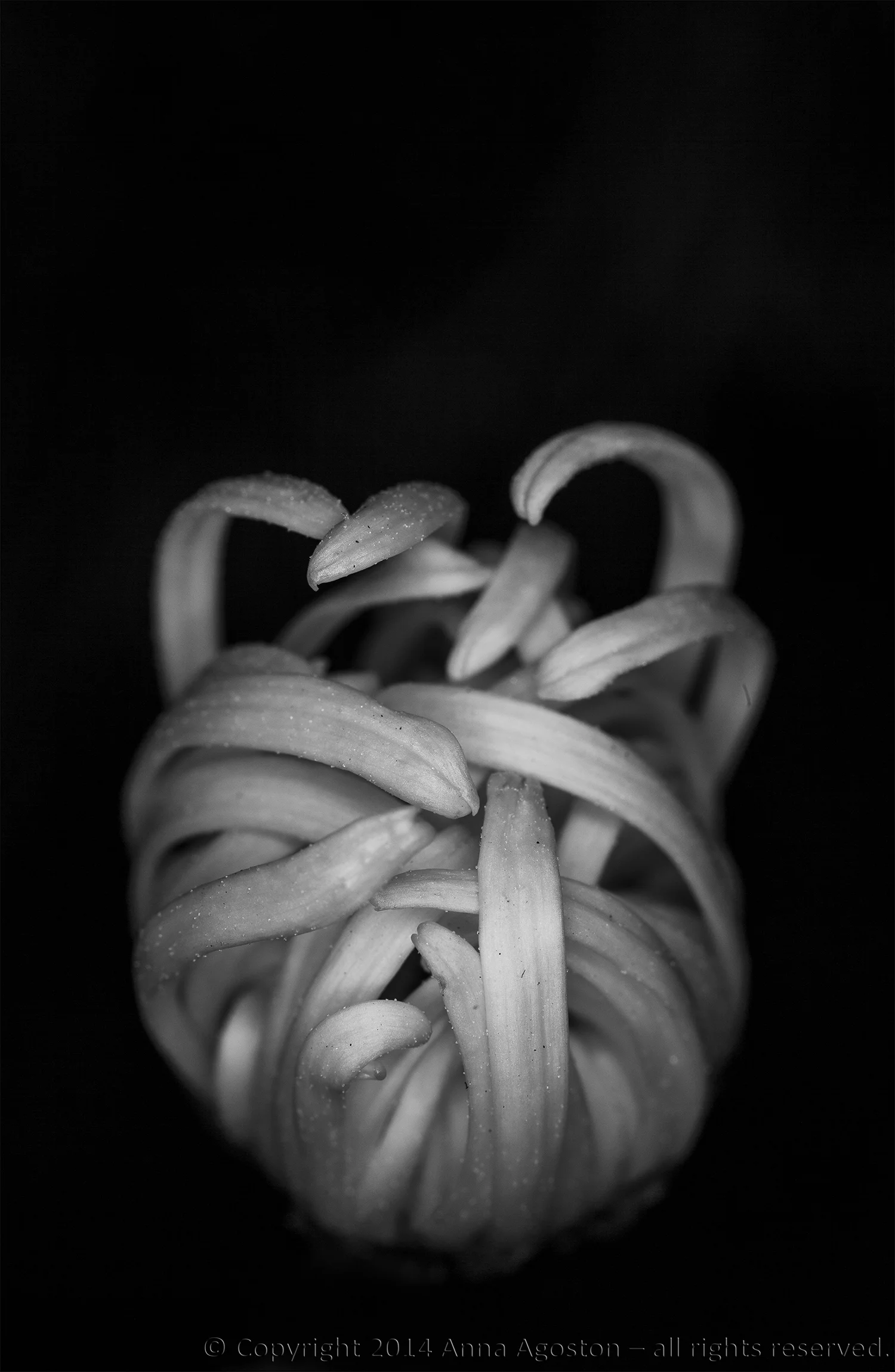 Untitled #18, 2013.
