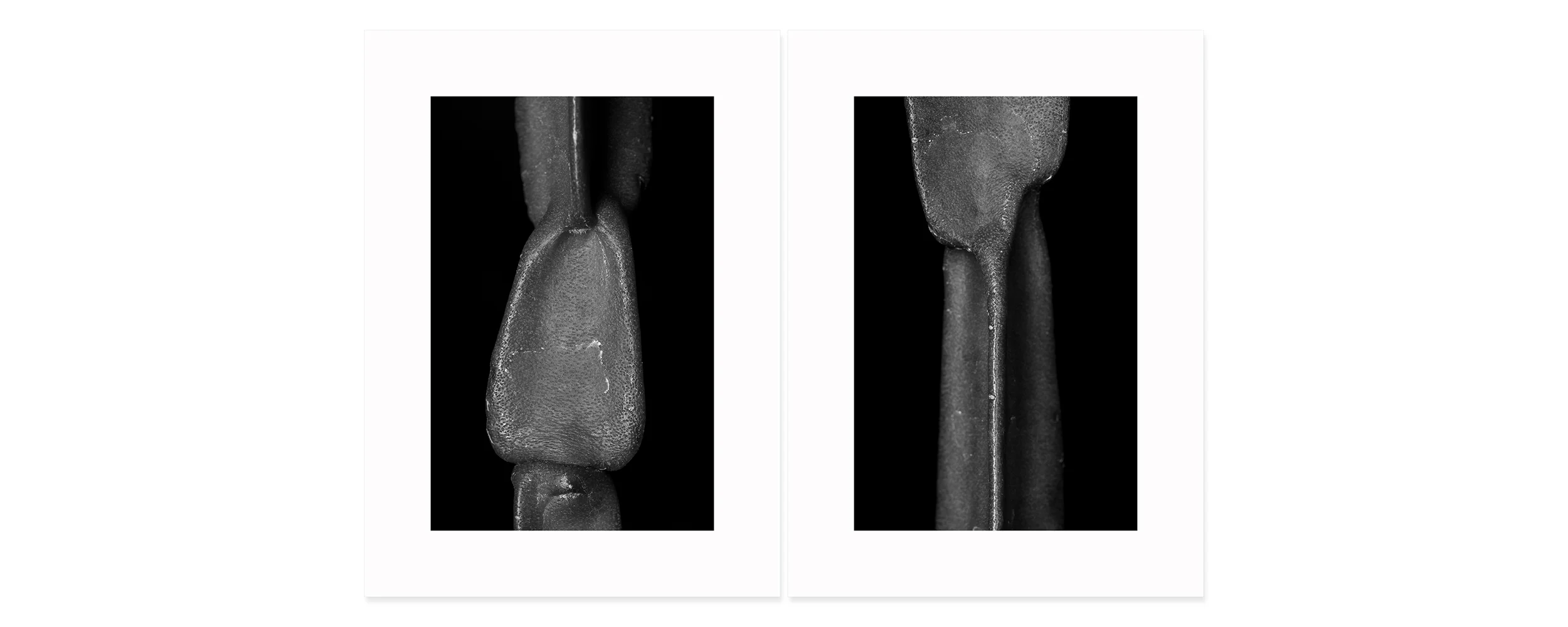 The Endless Column Archival pigment print, two panels 30 × 44 inch (76,2 x 111,76 cm) Unique All individual prints are 30 x 22 inch (76 x 55,88 cm), archival Epson ultra chrome k3 inks, 100 plus years permanence on Hahnemühle photo rag 500