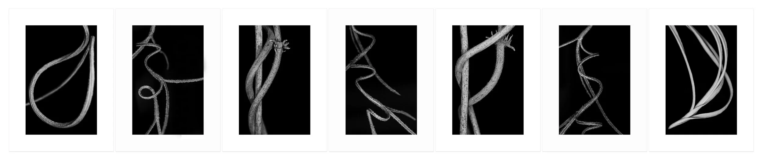 Orbiting Archival pigment print, seven panels 30 × 154 inch (76,2 x 391,16 cm) Unique All individual prints are 30 x 22 inch (76 x 55,88 cm), archival Epson ultra chrome k3 inks, 100 plus years permanence on Hahnemühle photo rag 500 gsm pap
