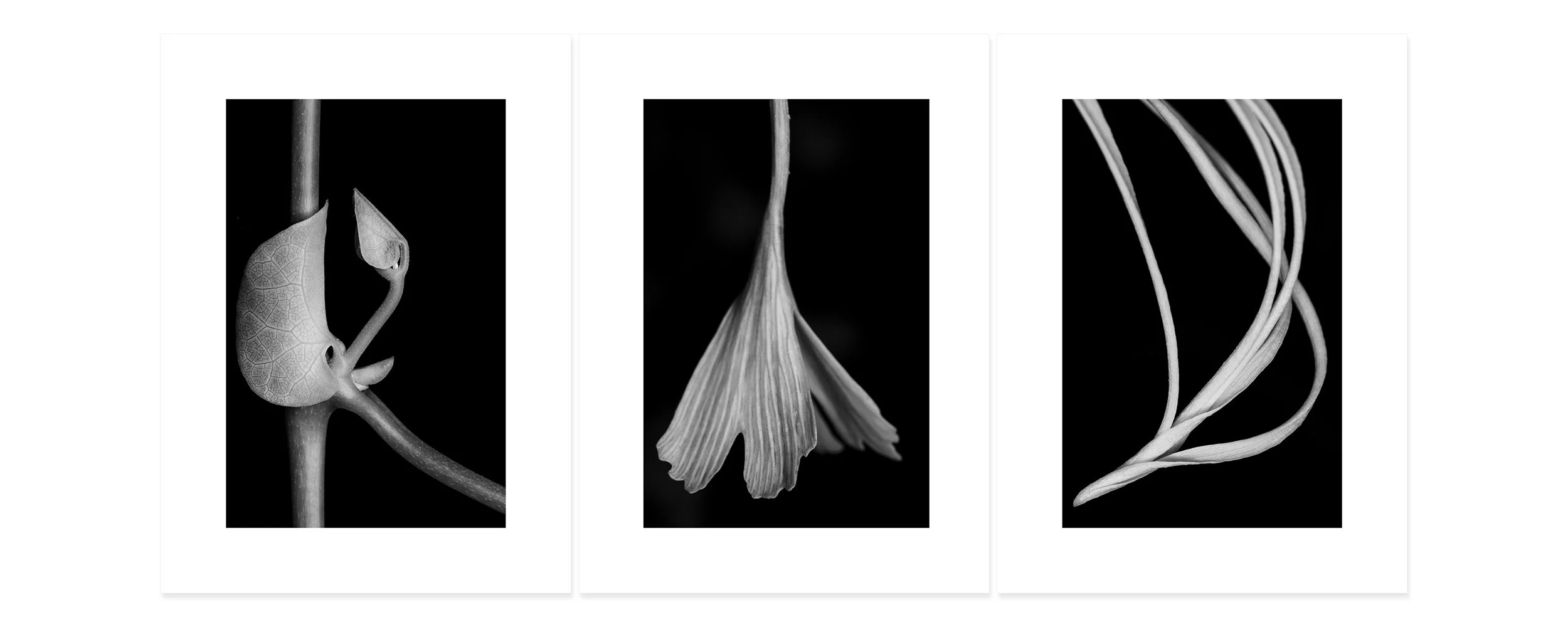 Appeasement Archival pigment print, three panels 30 × 66 inch (76,2 x 167,64 cm) Unique All individual prints are 30 x 22 inch (76 x 55,88 cm), archival Epson ultra chrome k3 inks, 100 plus years permanence on Hahnemühle photo rag 500 gsm p