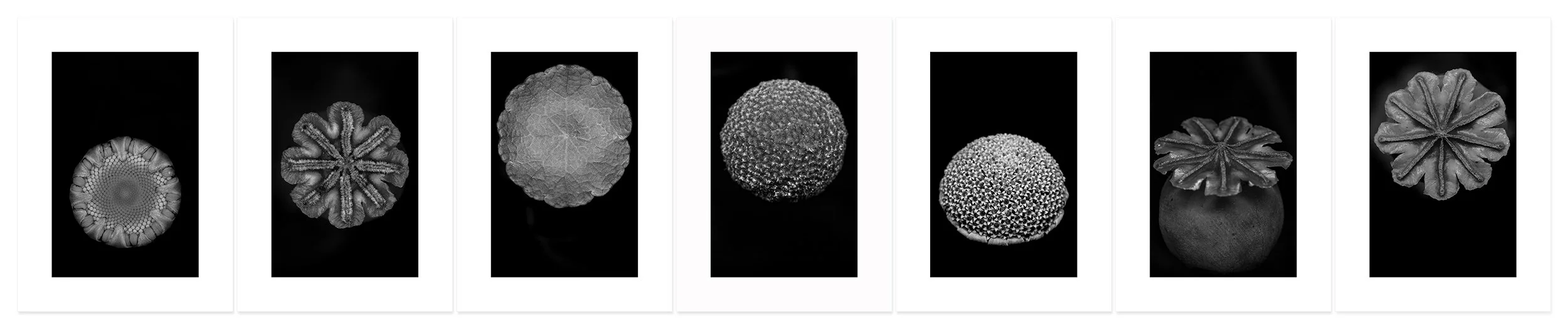 Everlasting Archival pigment print, seven panels 30 × 154 inch (76,2 x 391,16 cm) Unique All individual prints are 30 x 22 inch (76 x 55,88 cm), archival Epson ultra chrome k3 inks, 100 plus years permanence on Hahnemühle photo rag 500 gsm