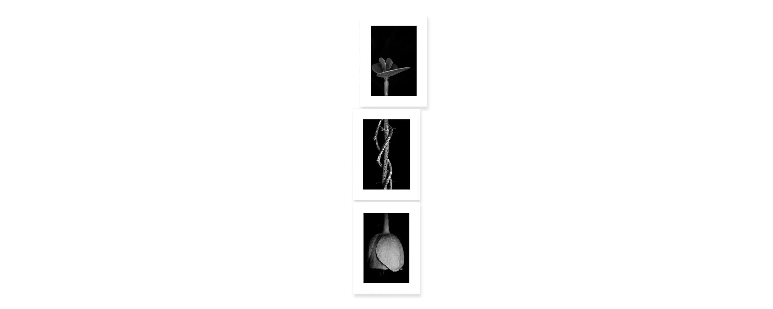 Exquisite Doll 6 Archival pigment print, three panels 90 × 22 inch (228 x 56 cm) Unique All individual prints are 30 x 22 inch (76 x 55,88 cm), archival Epson ultra chrome k3 inks, 100 plus years permanence on Hahnemühle photo rag 500 gsm p