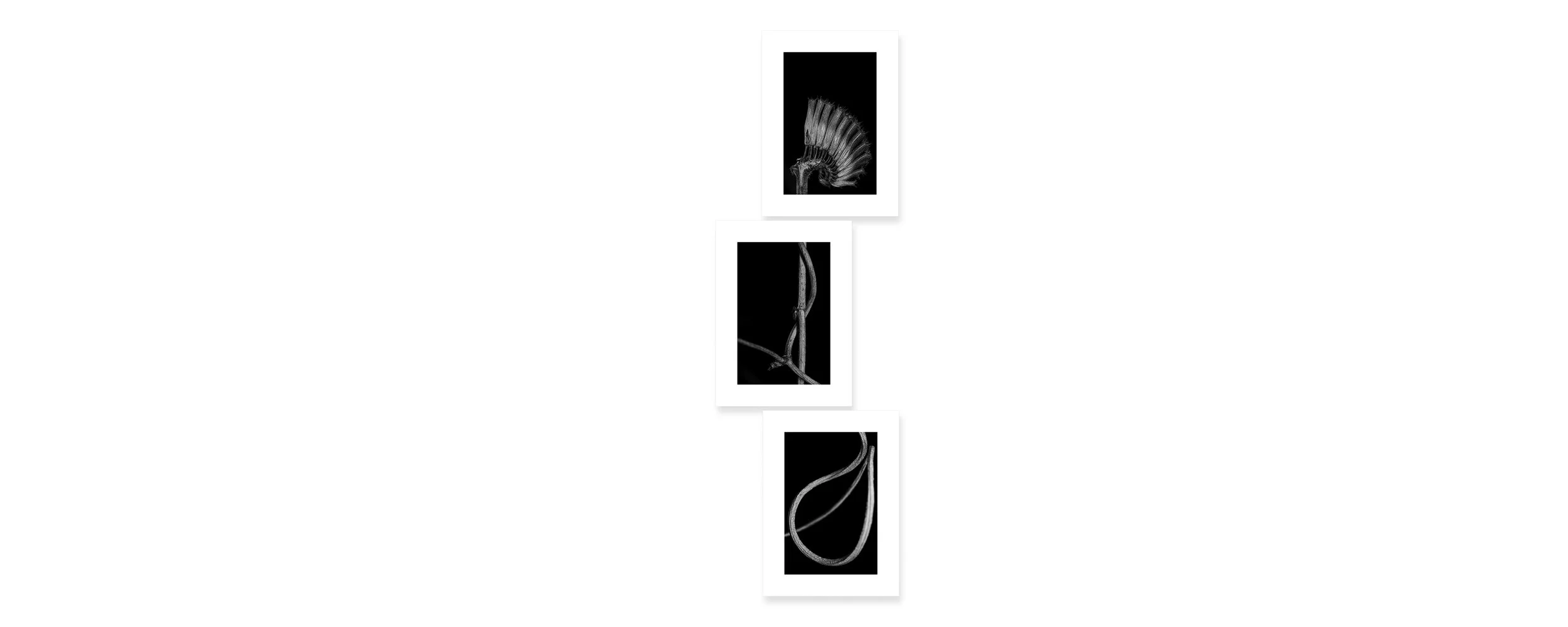 Exquisite Doll 7 Archival pigment print, three panels 90 × 22 inch (228 x 56 cm) Unique All individual prints are 30 x 22 inch (76 x 55,88 cm), archival Epson ultra chrome k3 inks, 100 plus years permanence on Hahnemühle photo rag 500 gsm p