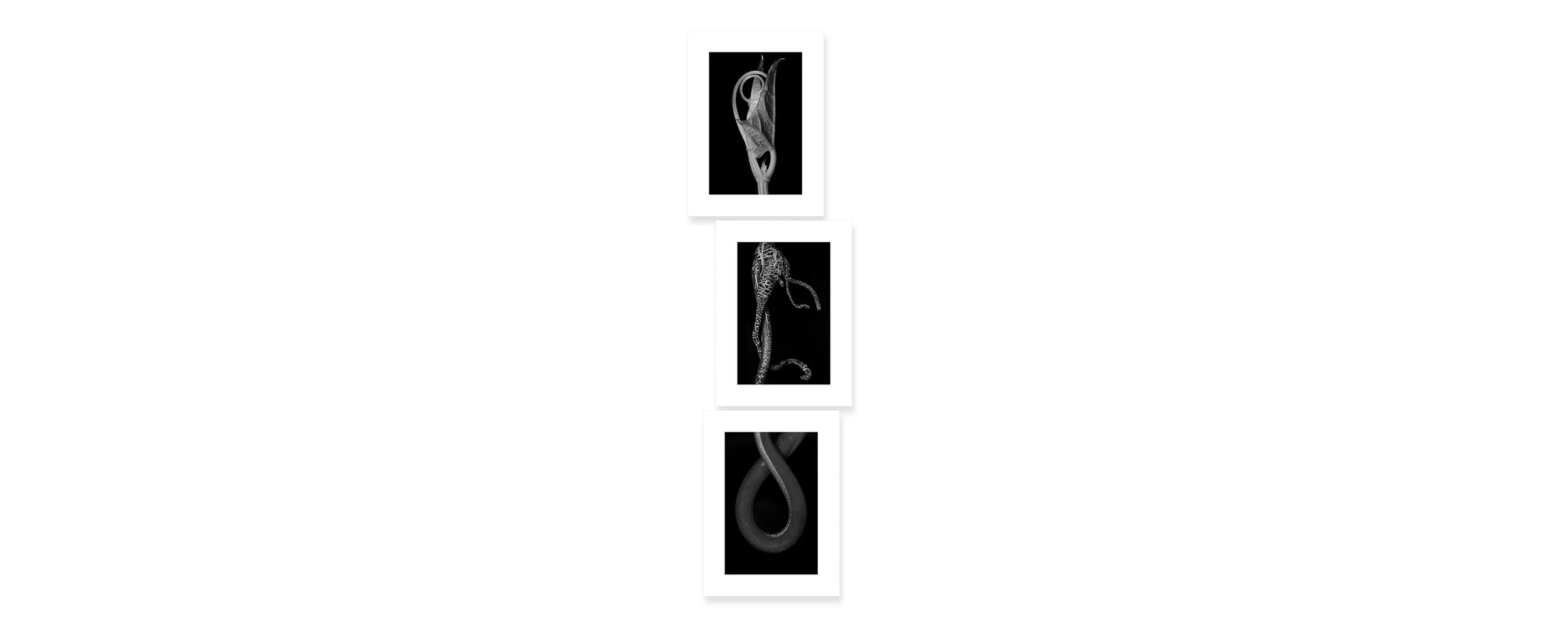 Exquisite Doll 12 Archival pigment print, three panels 90 × 22 inch (228 x 56 cm) Unique All individual prints are 30 x 22 inch (76 x 55,88 cm), archival Epson ultra chrome k3 inks, 100 plus years permanence on Hahnemühle photo rag 500 gsm