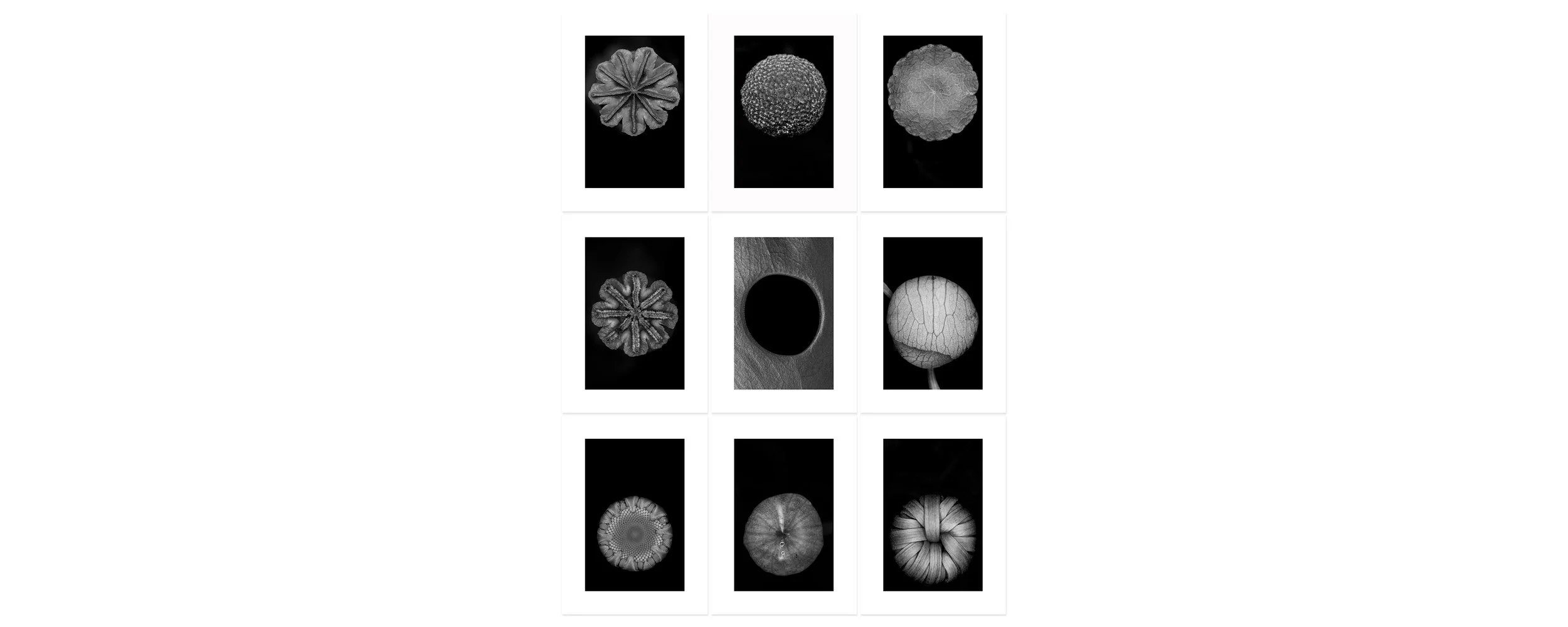Life Archival pigment print, nine panels 90 × 66 inch (228,6 x 167,64 cm) Unique All individual prints are 30 x 22 inch (76 x 55,88 cm), archival Epson ultra chrome k3 inks, 100 plus years permanence on Hahnemühle photo rag 500 gsm paper.