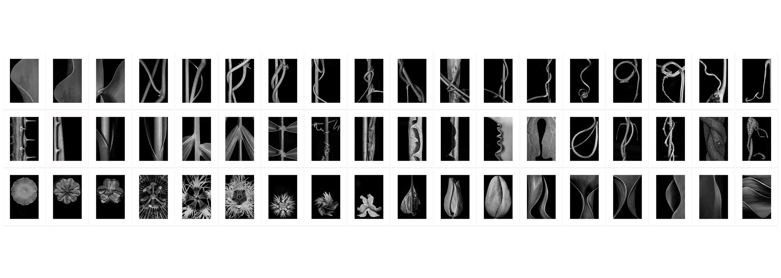 The garden within Archival pigment print, fifty four panels 7'6" × 33' (228 x 1008 cm) Unique All individual prints are 30 x 22 inch (76 x 55,88 cm), archival Epson ultra chrome k3 inks, 100 plus years permanence on Hahnemühle photo rag 500