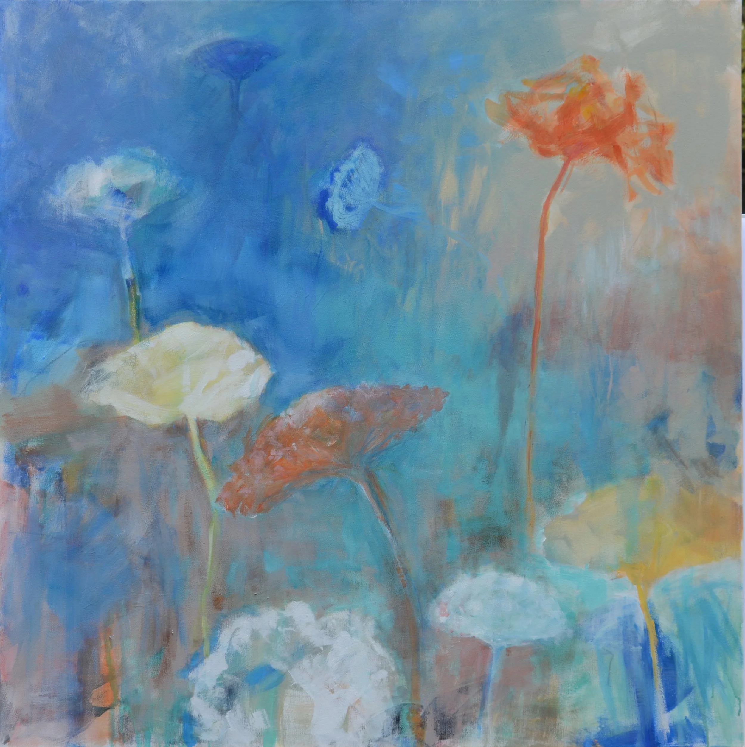 Daucus_blau-orange.jpg