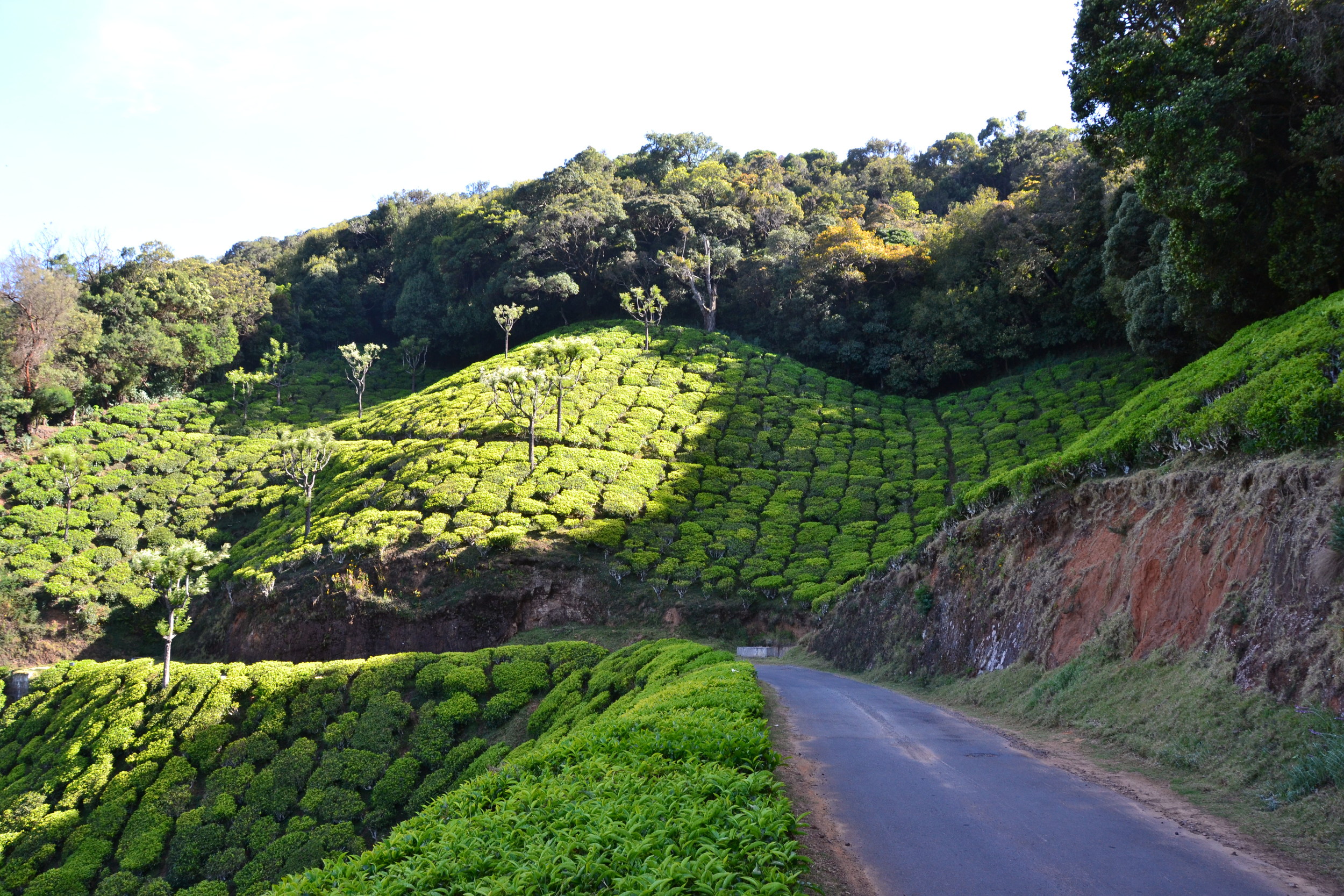 The hills of Ooty. Picture by Mathew McDermid