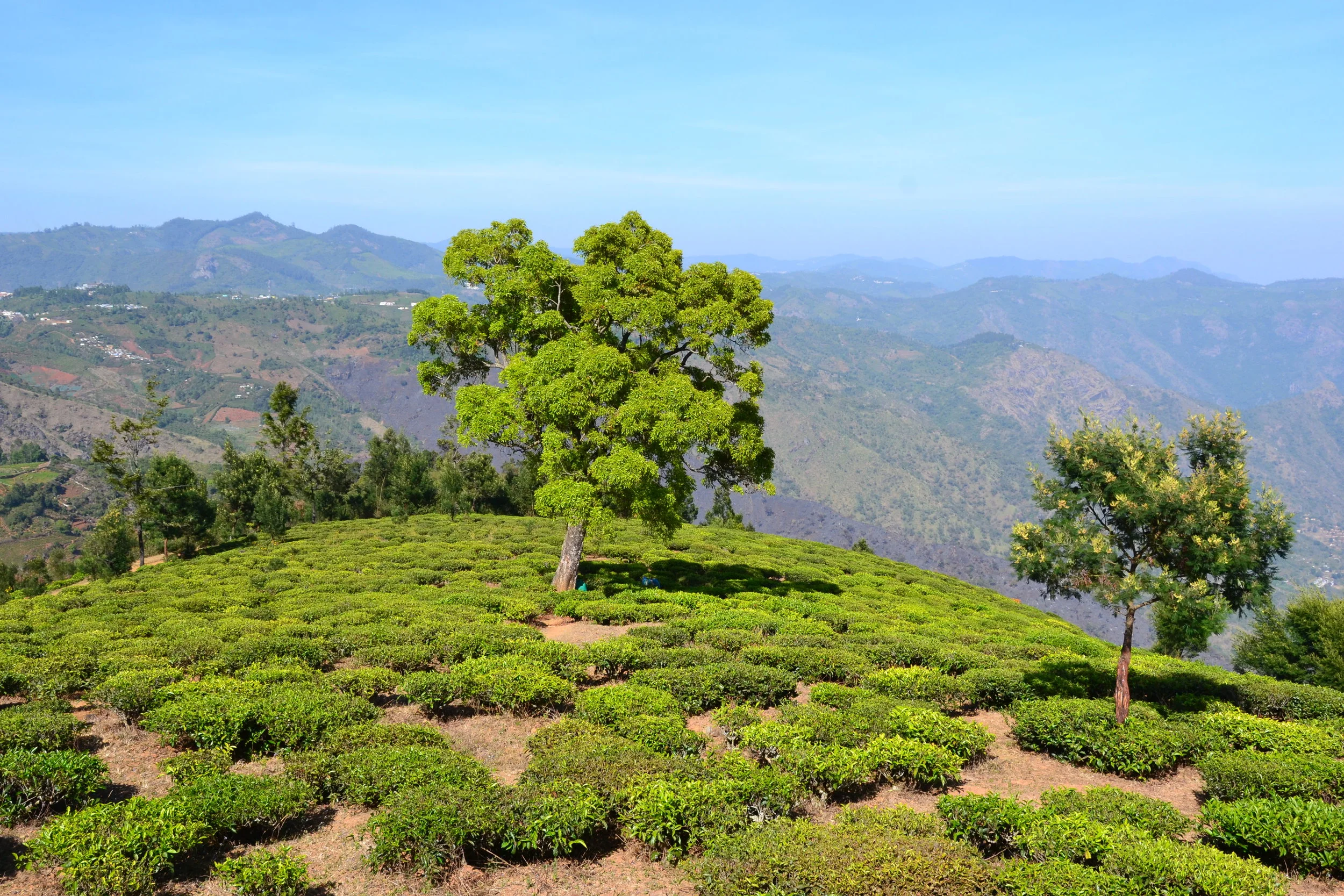 Tea bushes are given some (minimal) shading by silver oaks and other trees that are planted among them. Heartiness to full-sun conditions can also depend on the tea variety. Photo by Mathew McDermid