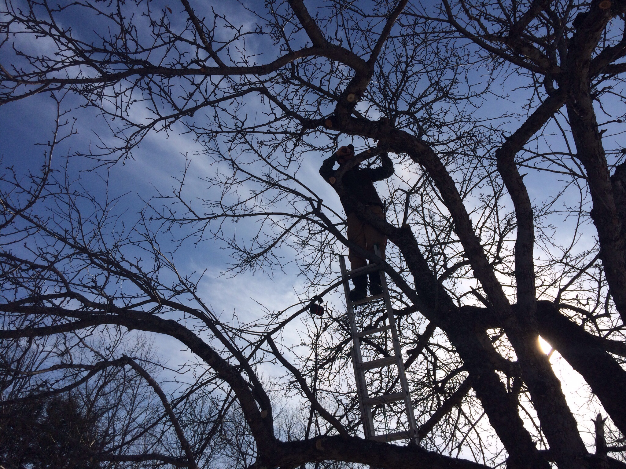 Mike took this shot of Matt in the tree.