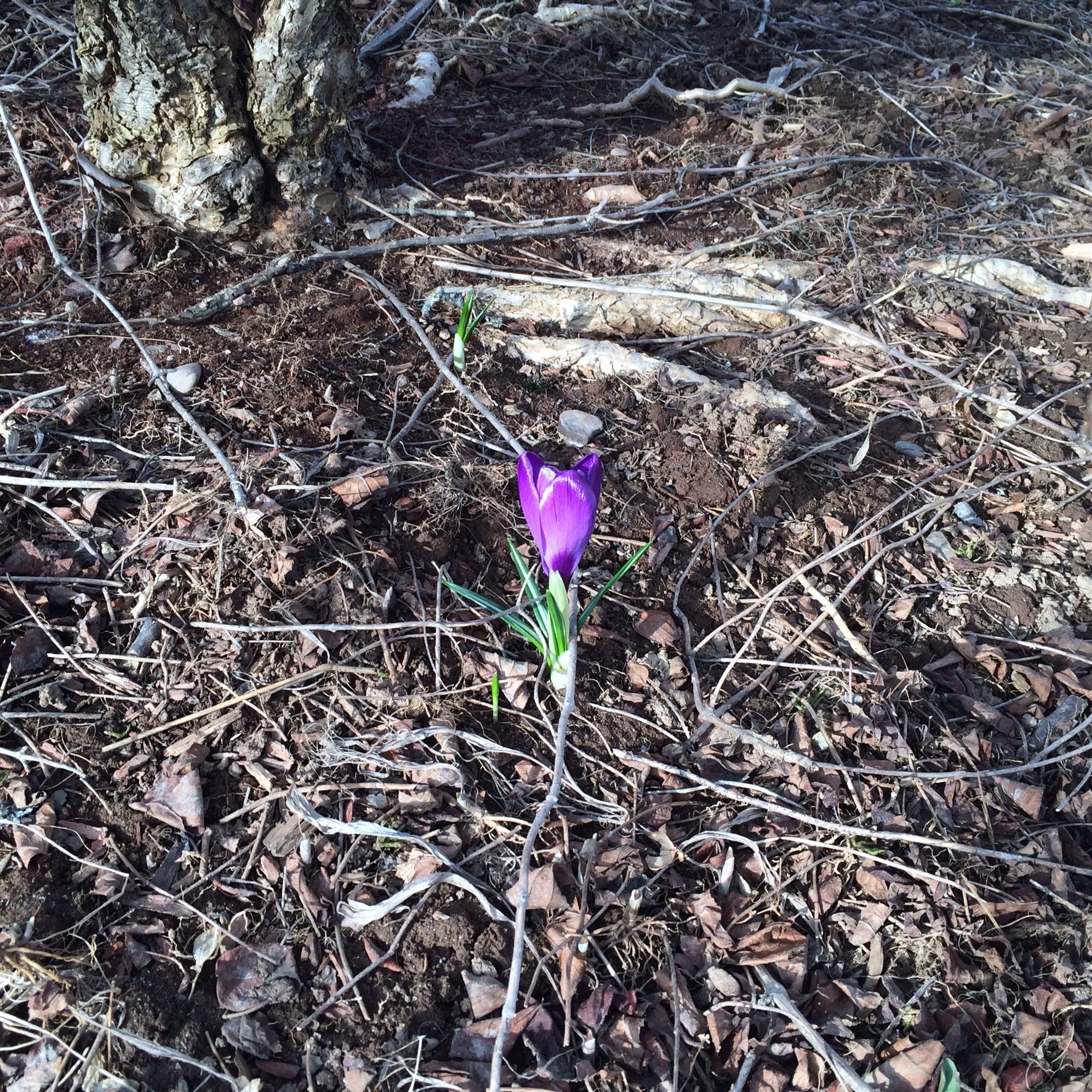 Joy is the only way I can describe the feeling of witnessing the emergence of plants after the winter we just had