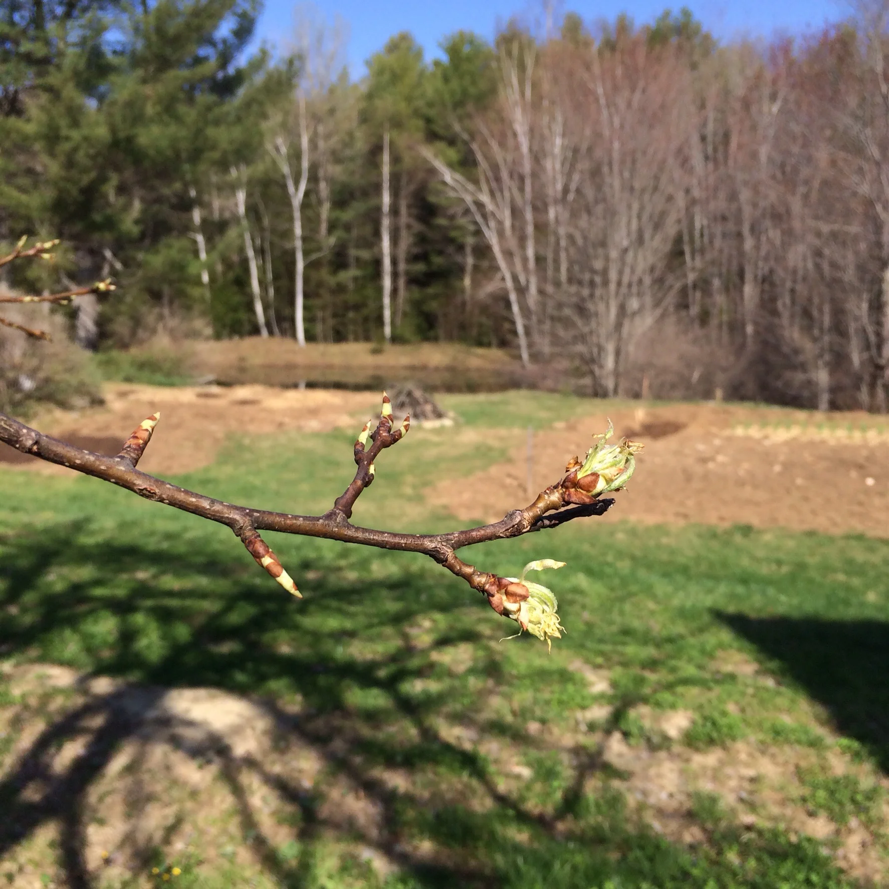 The pear tree is budding.