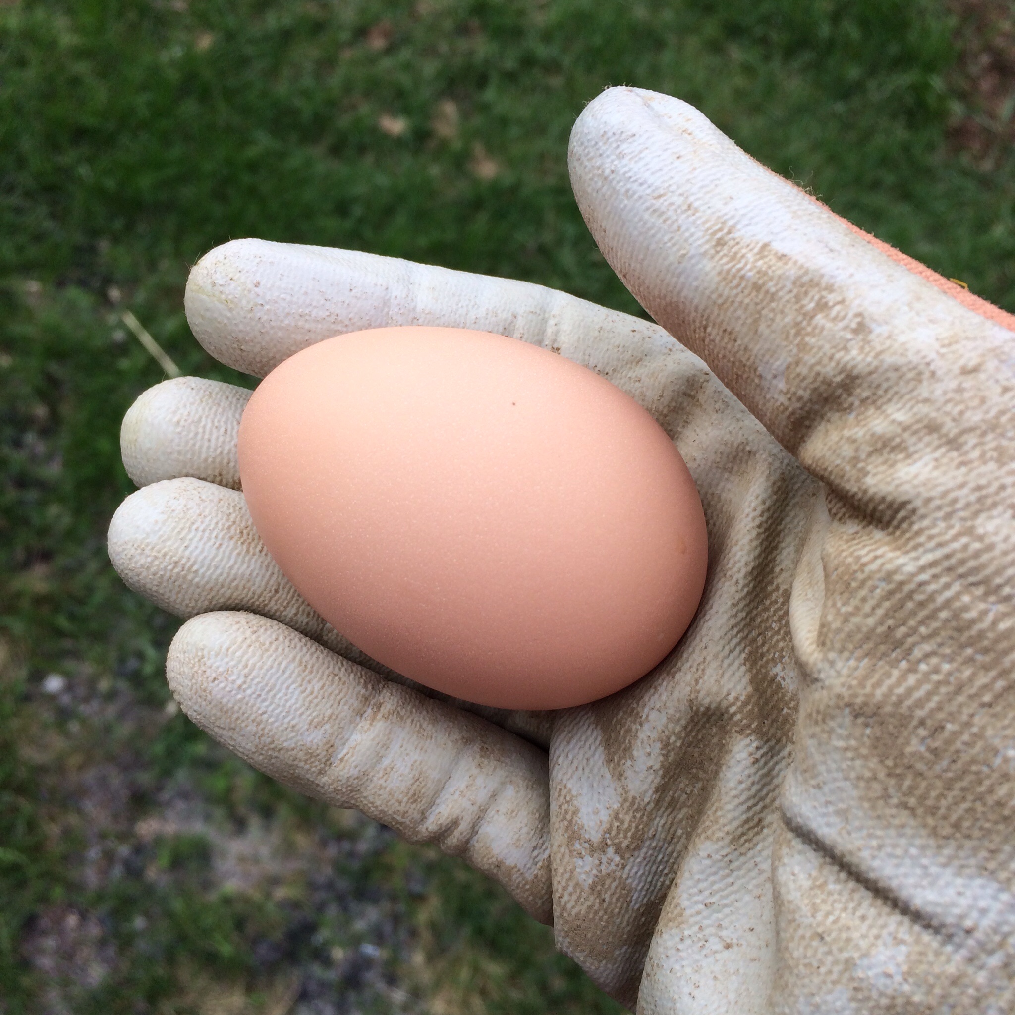 Most of the eggs we've been getting so far are adorably small pullet eggs. Occasionally we'll get full-sized beauties like this one. 