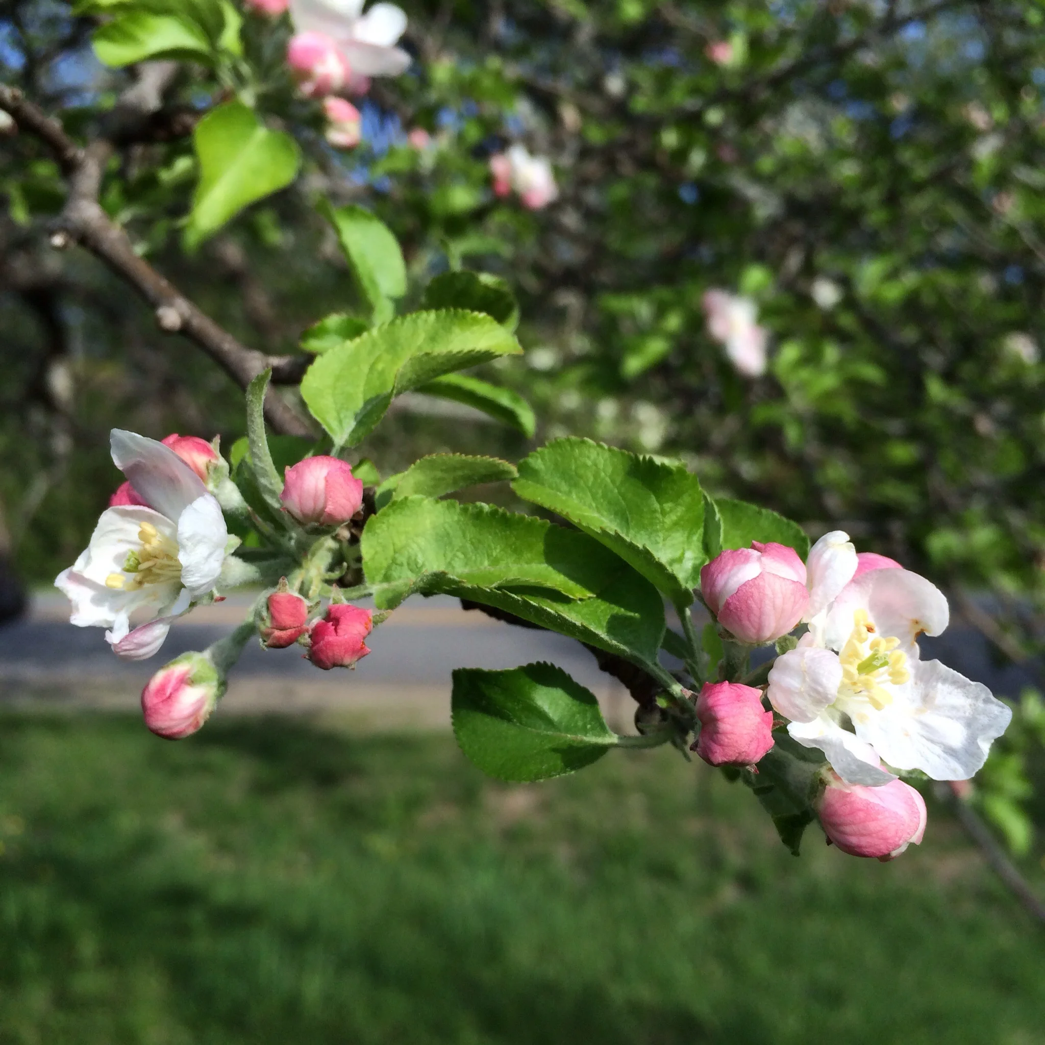 Opening a little more each day. Unlike the pear blossoms, the apple blossoms smell fantastic.