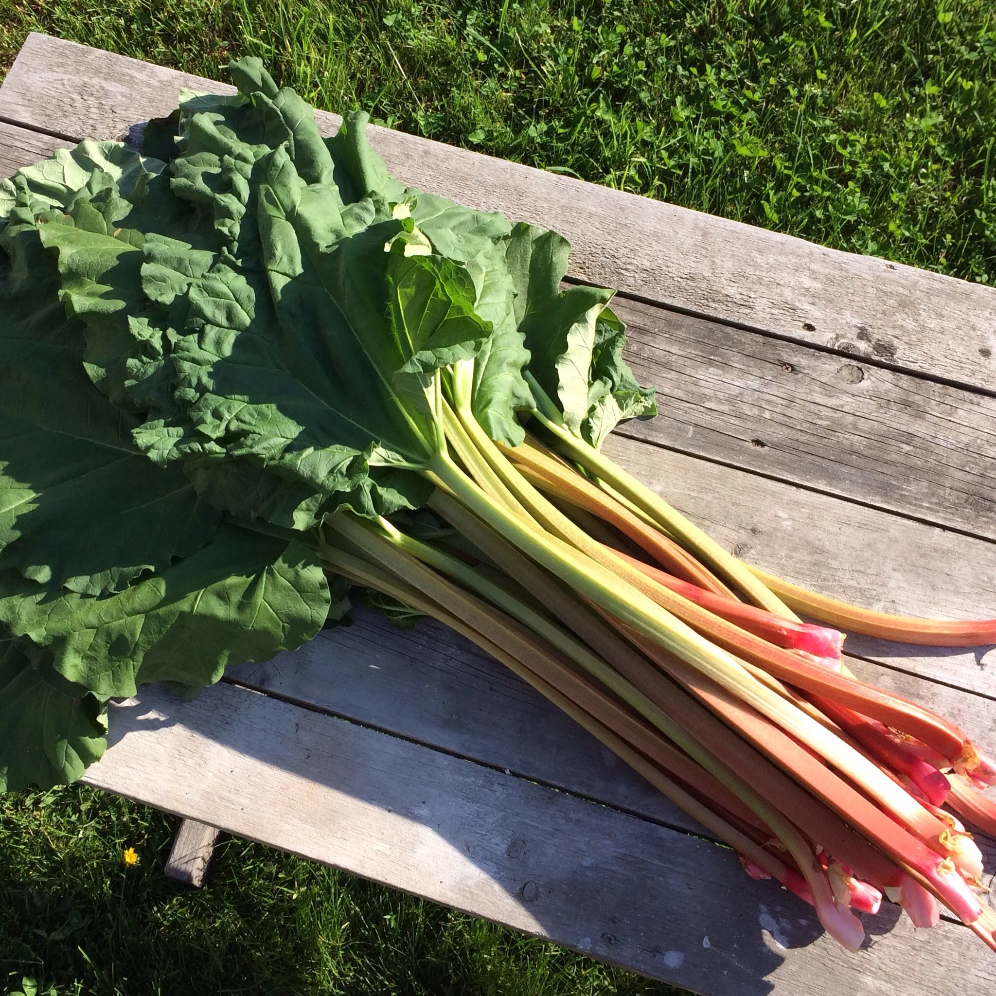 Rhubarb, or roobub