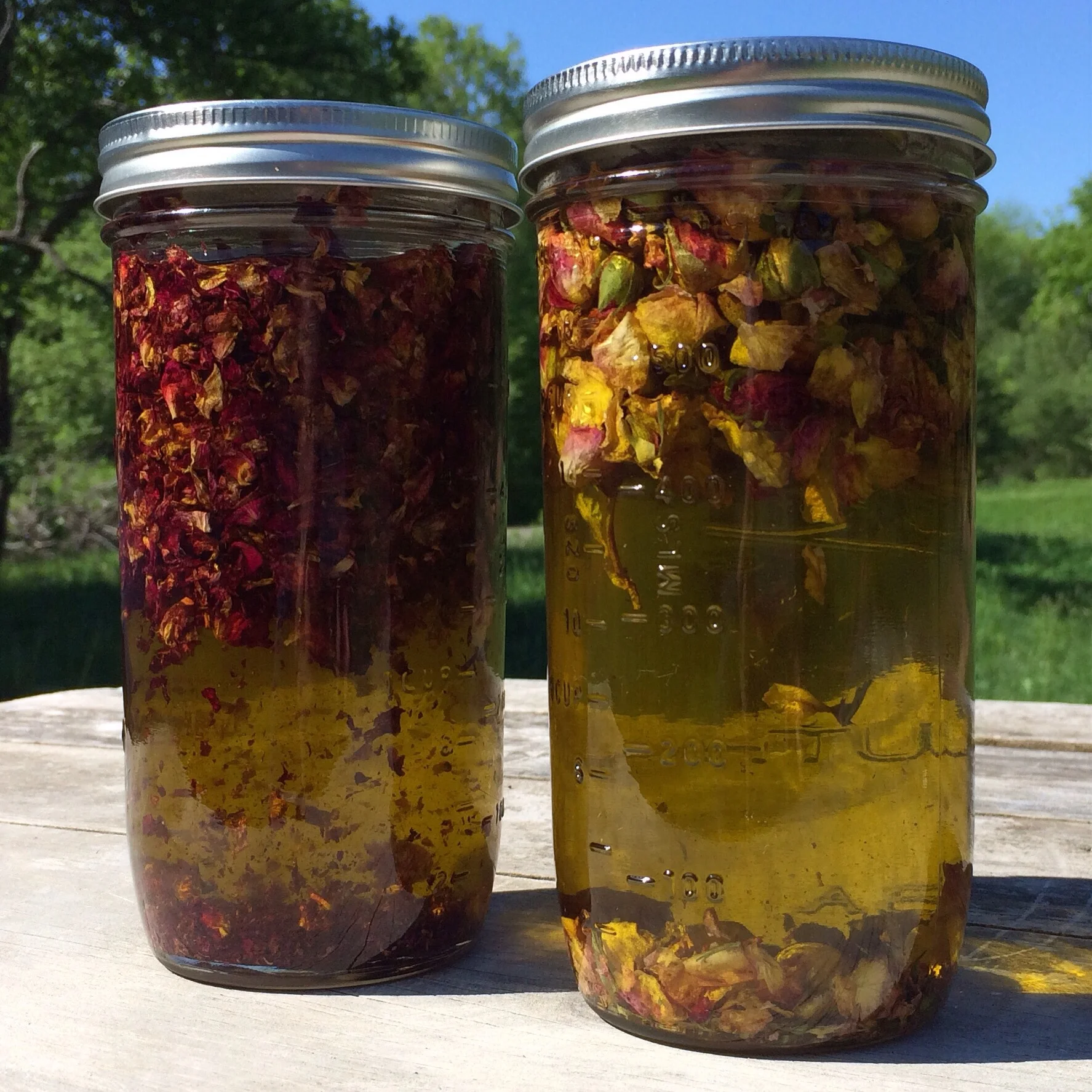 I am borderline obsessed with roses. I took these jars of roses infusing in olive oil out for a sun bath.