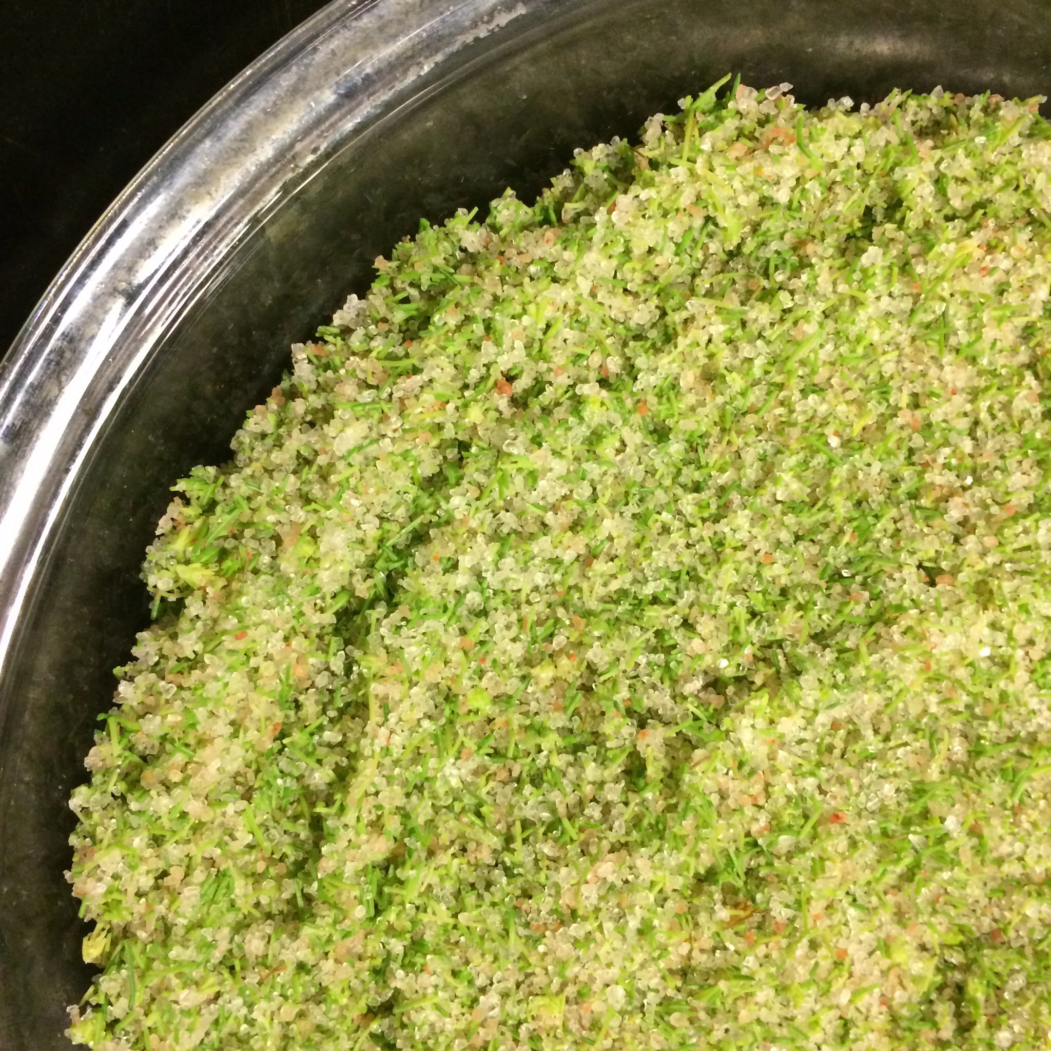 Spruce tip salt