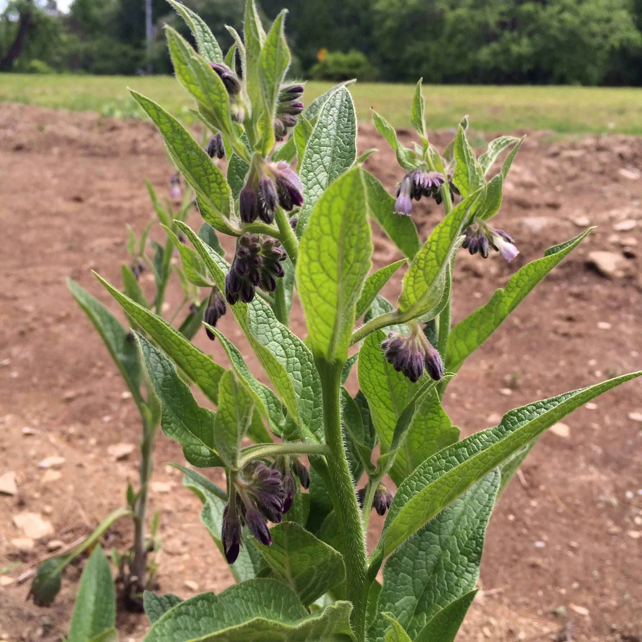 Comfrey in the medicinal herb garden.