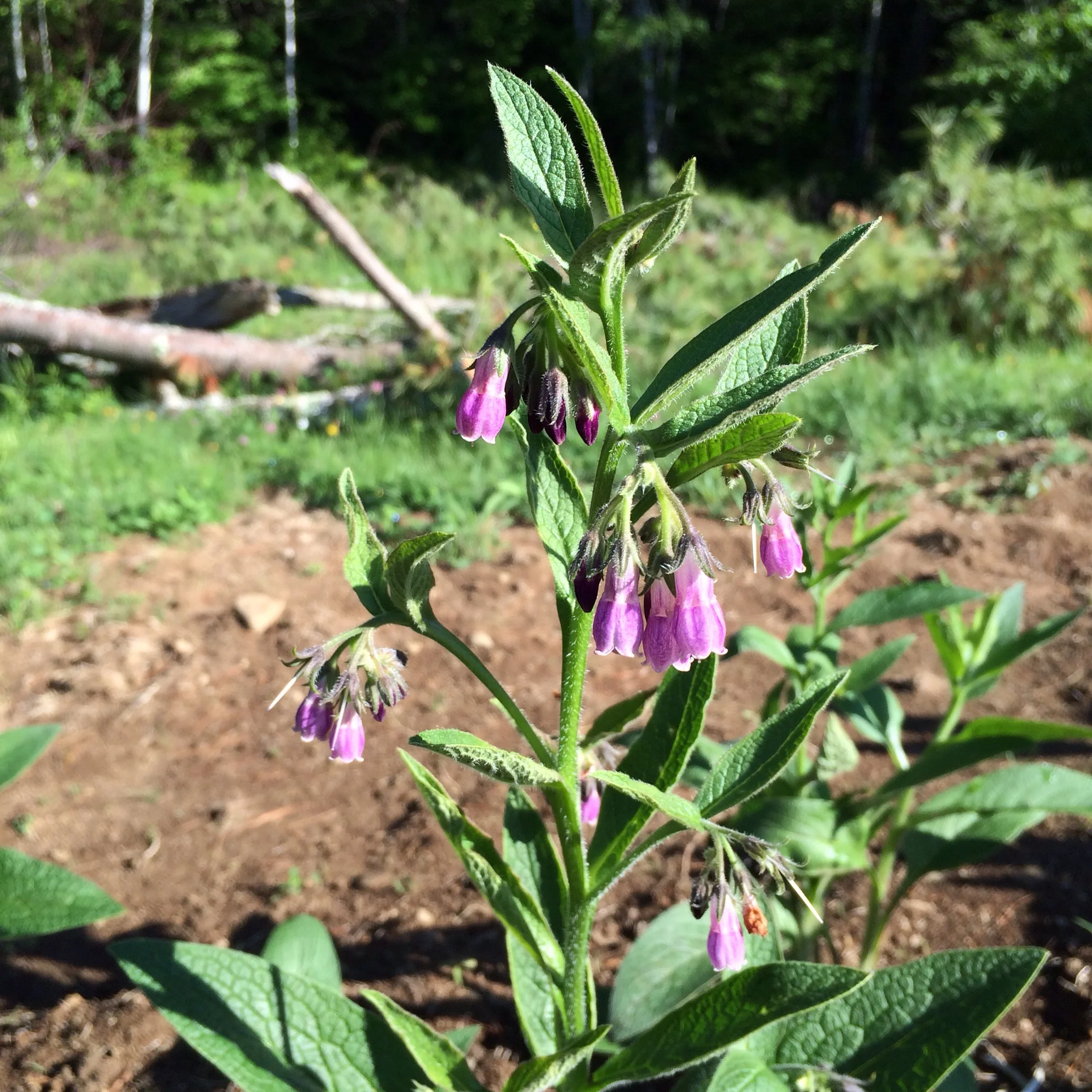 This is the first time I've ever grown comfrey and I'm smitten.