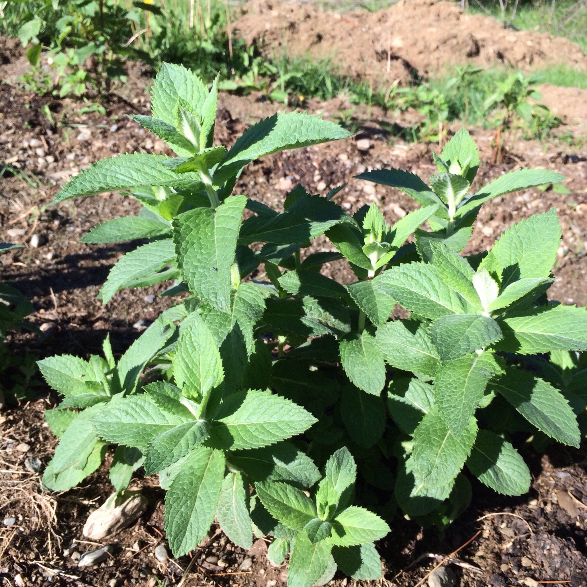 Apple mint