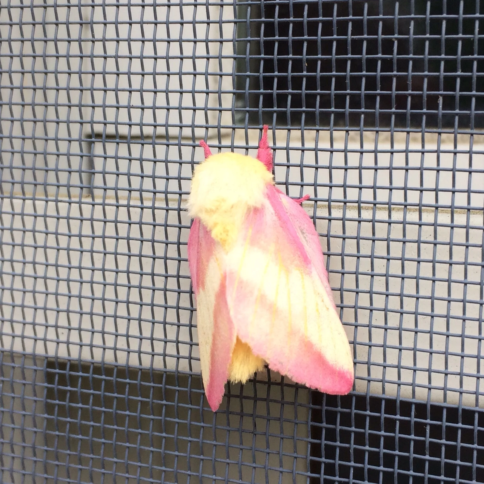Rosy maple moth. Possibly the cutest insect ever.