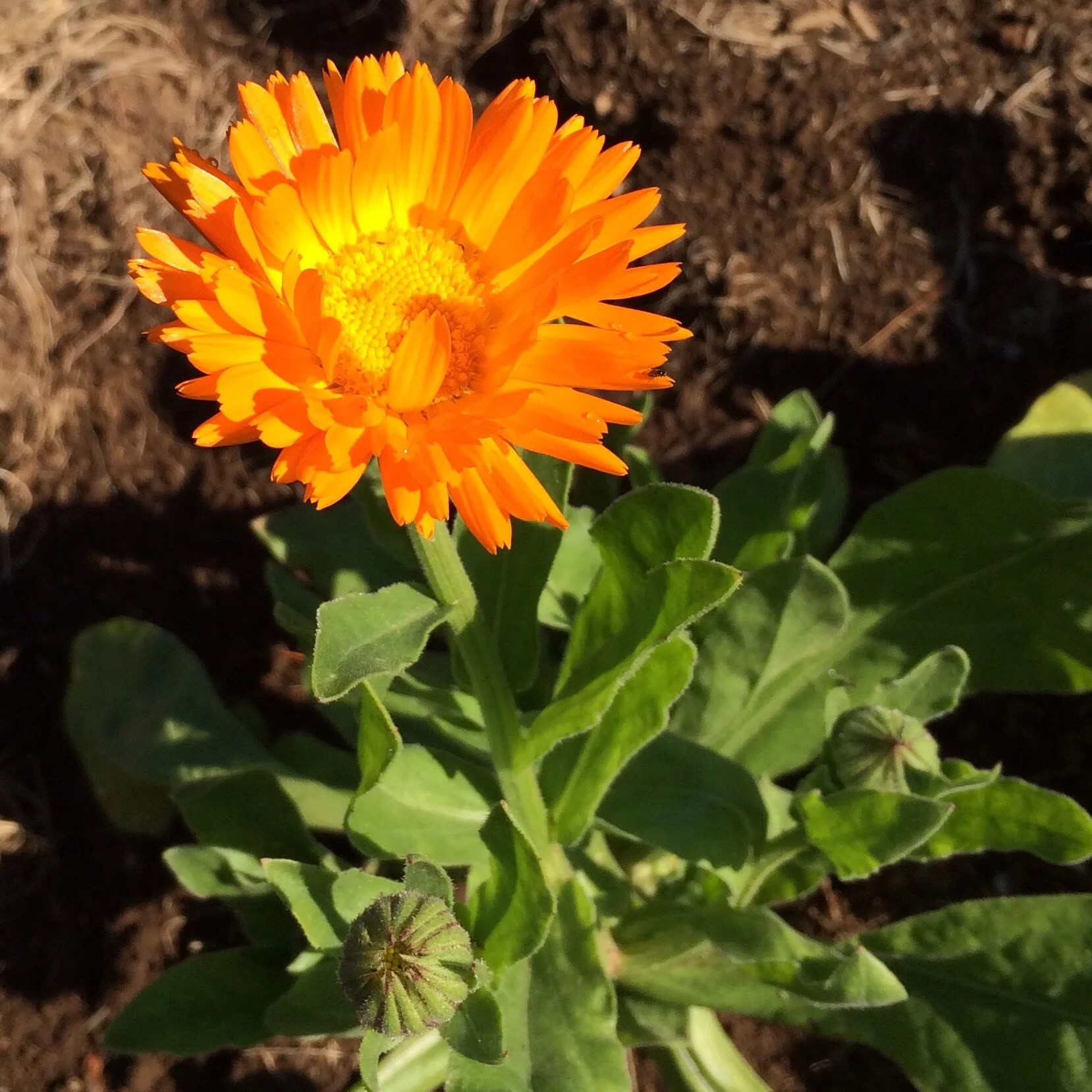 Oh, calendula, as useful as you are cheery. 