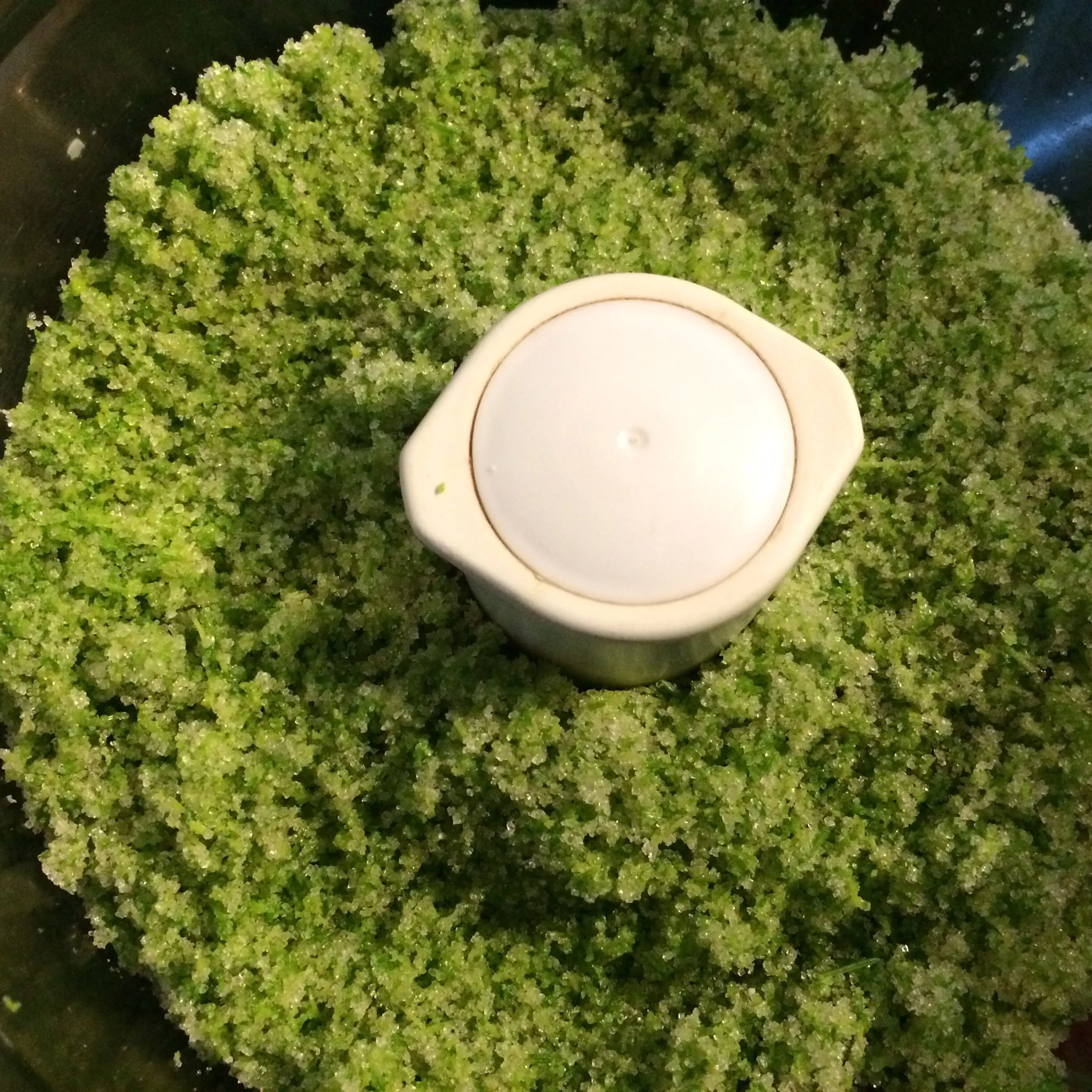 Brilliant green of spruce sugar.