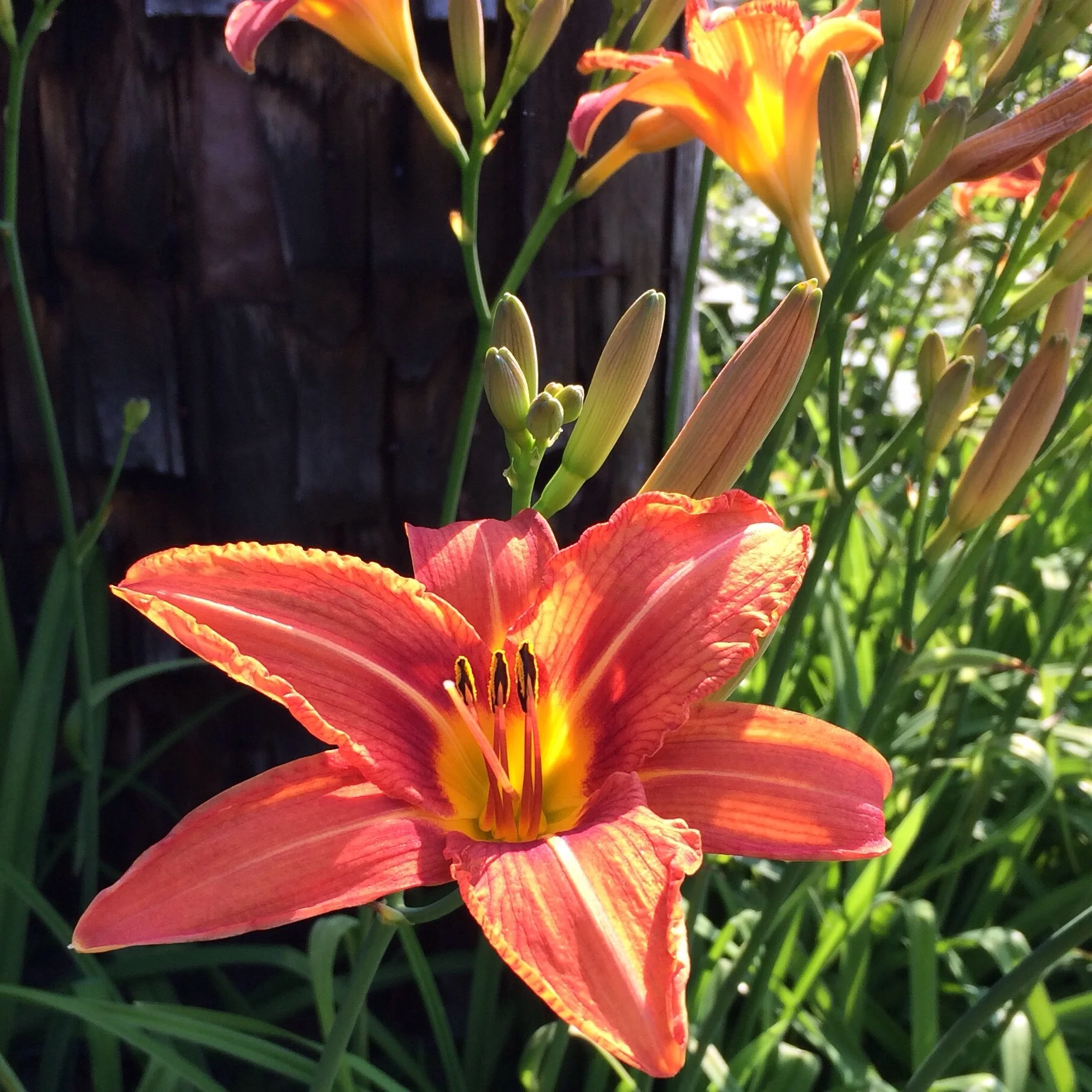Daylilies are popping today in the sun and heat. 