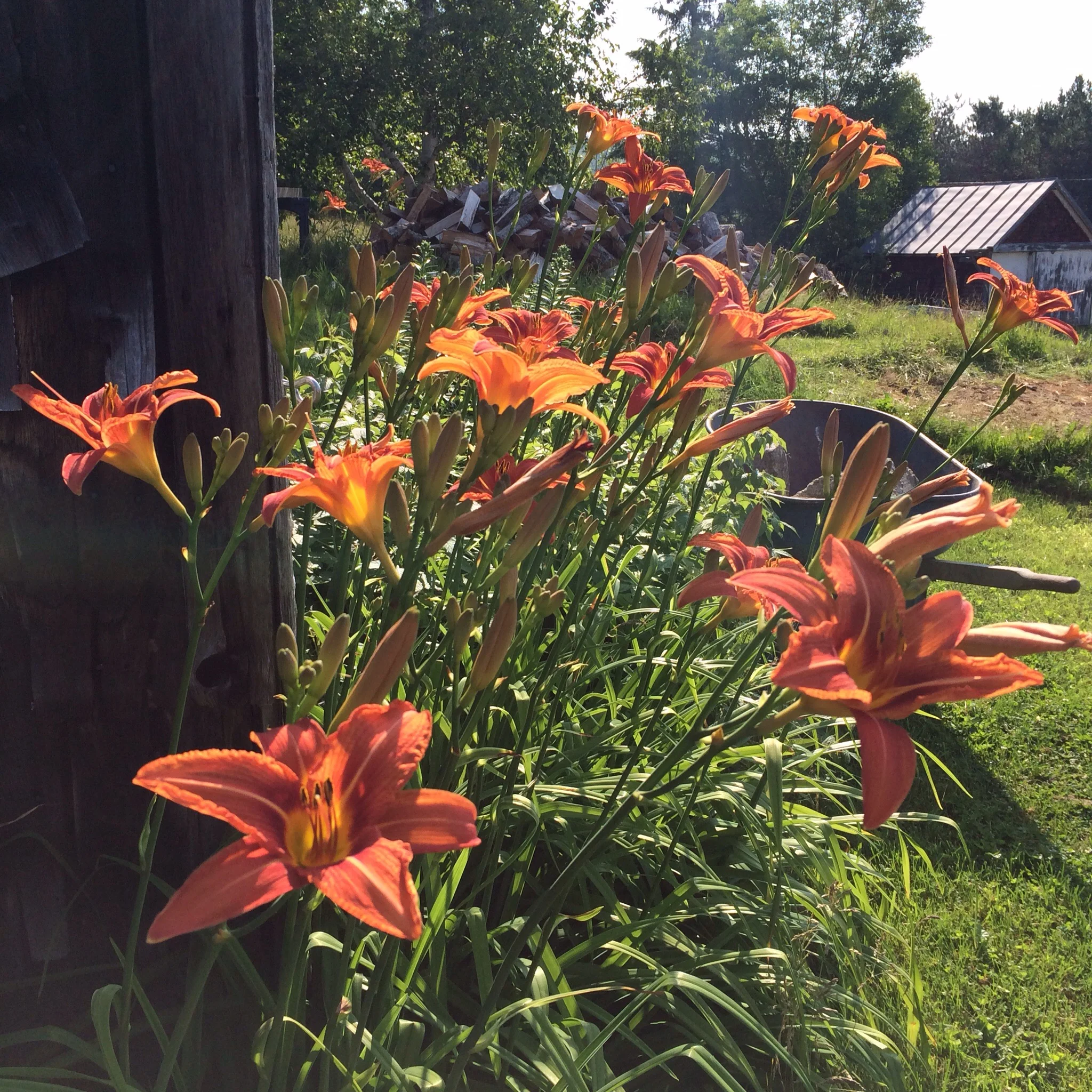 Around the chicken coop