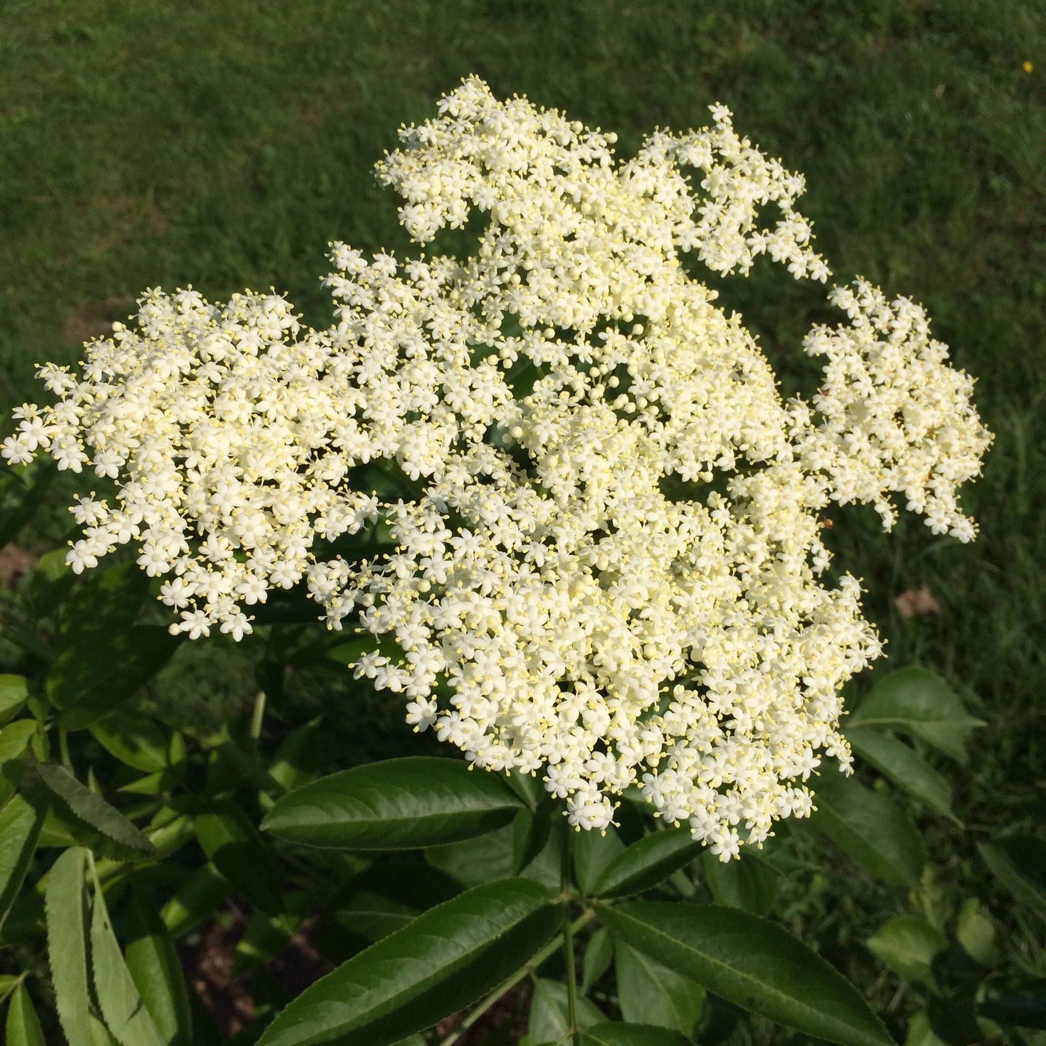 A few of our newly planted elderberries are flowering.