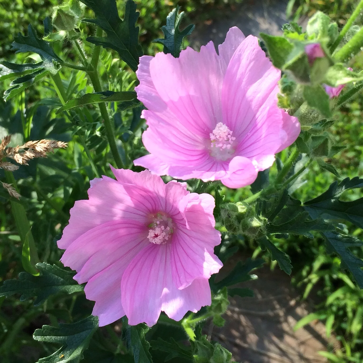 The mallow is out in force now. Last year it was blooming right up until our major snowstorm the first week of November! 