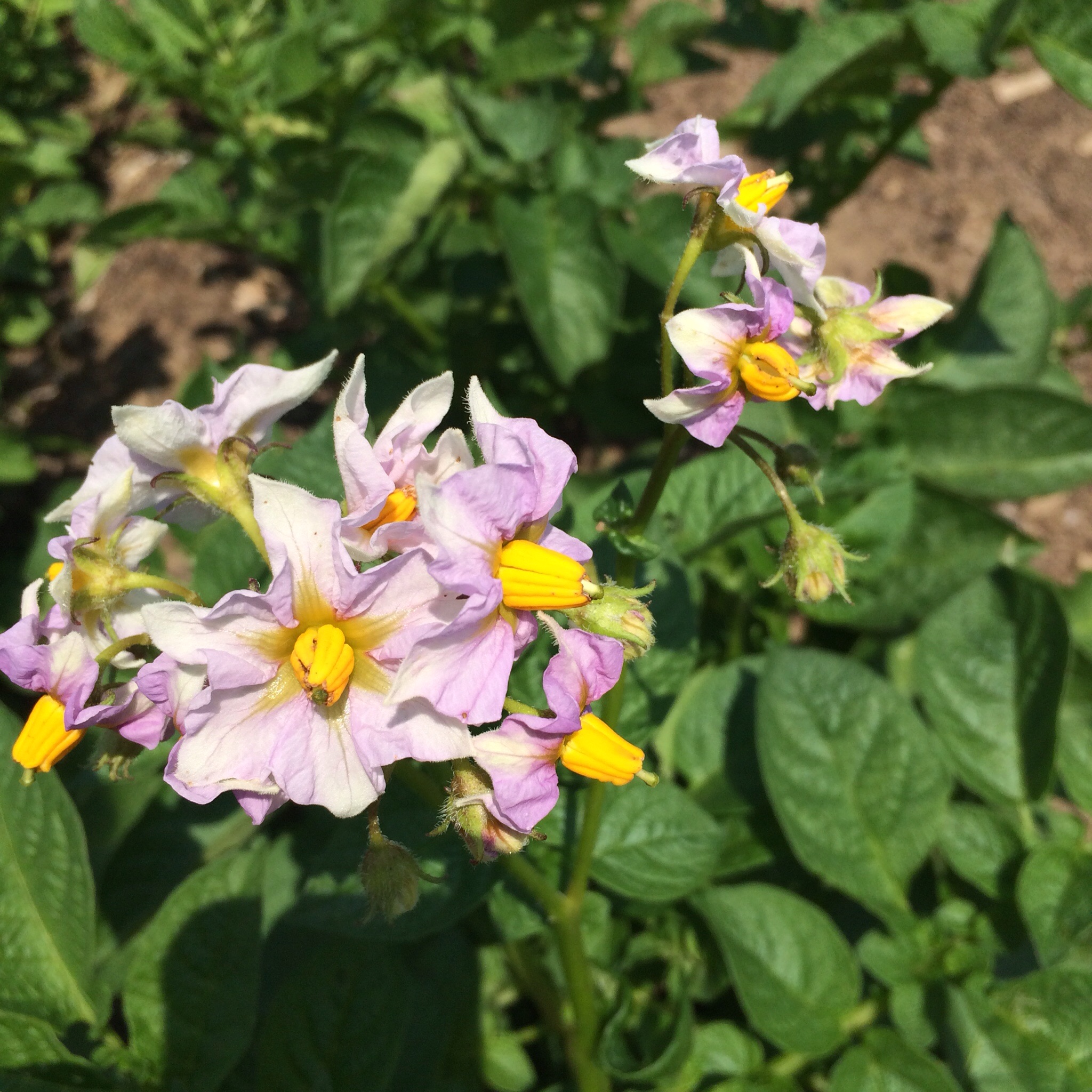 Two of our three potato beds are flowering and the flowers smell wonderful. 