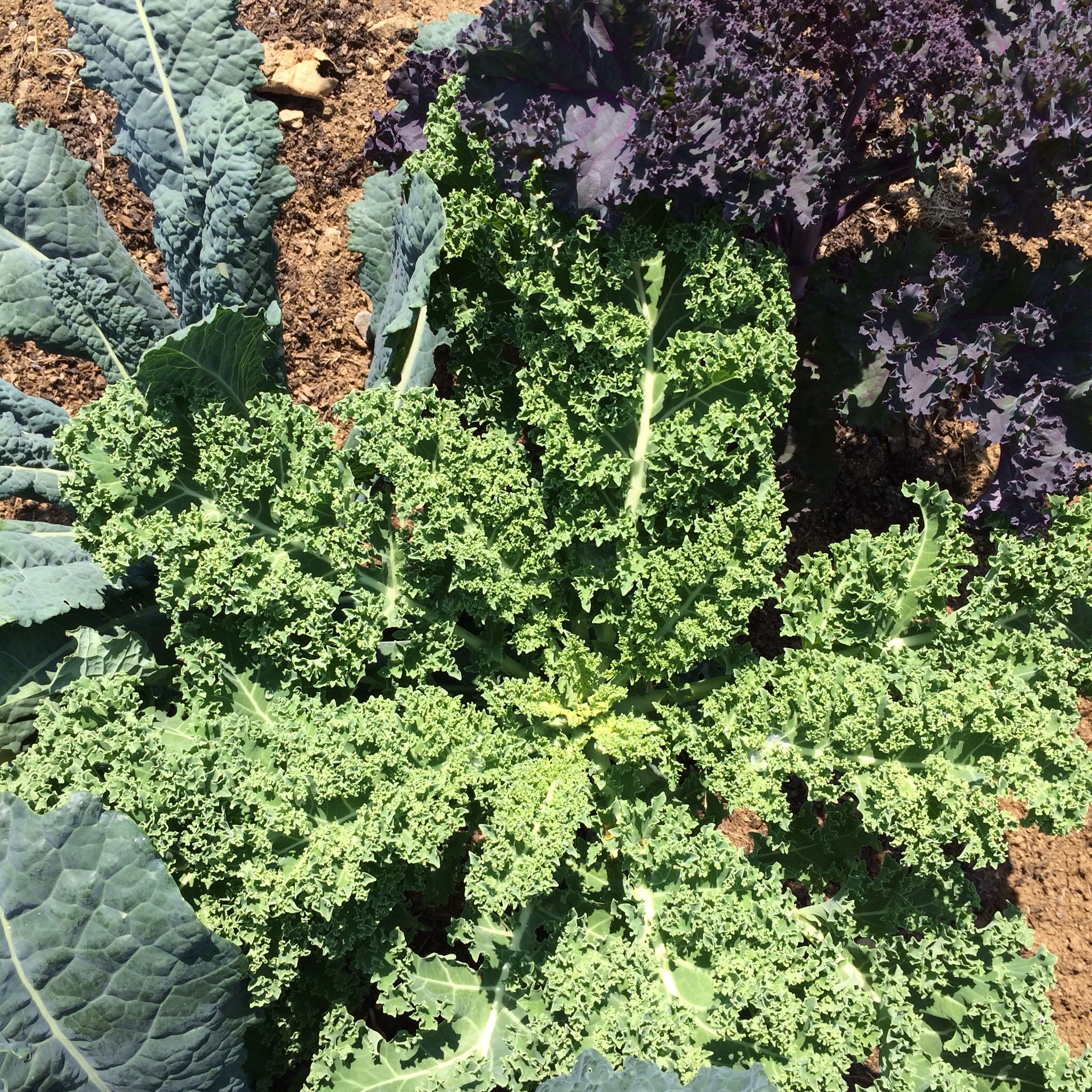The kale is happy.