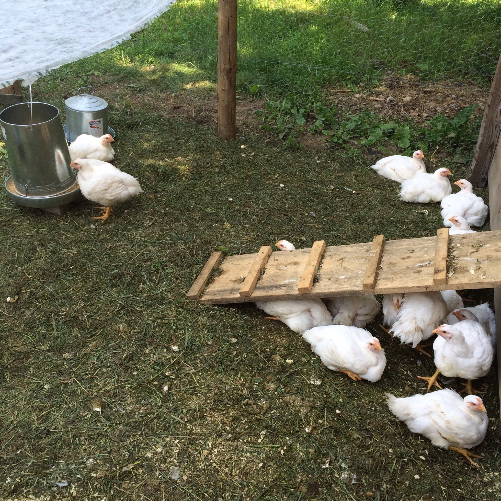 My parents raised all sorts of animals when I was little and are now just getting back into having livestock, starting with two dozen broiler chickens 