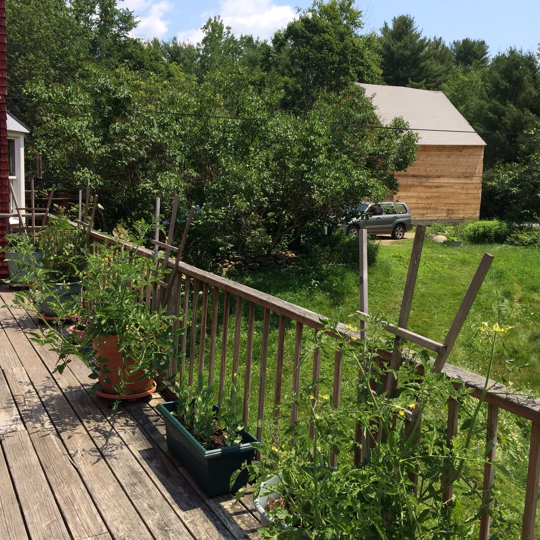 My mother's cherry tomato jungle on their deck. My parents have the greenest thumbs of anyone I know.