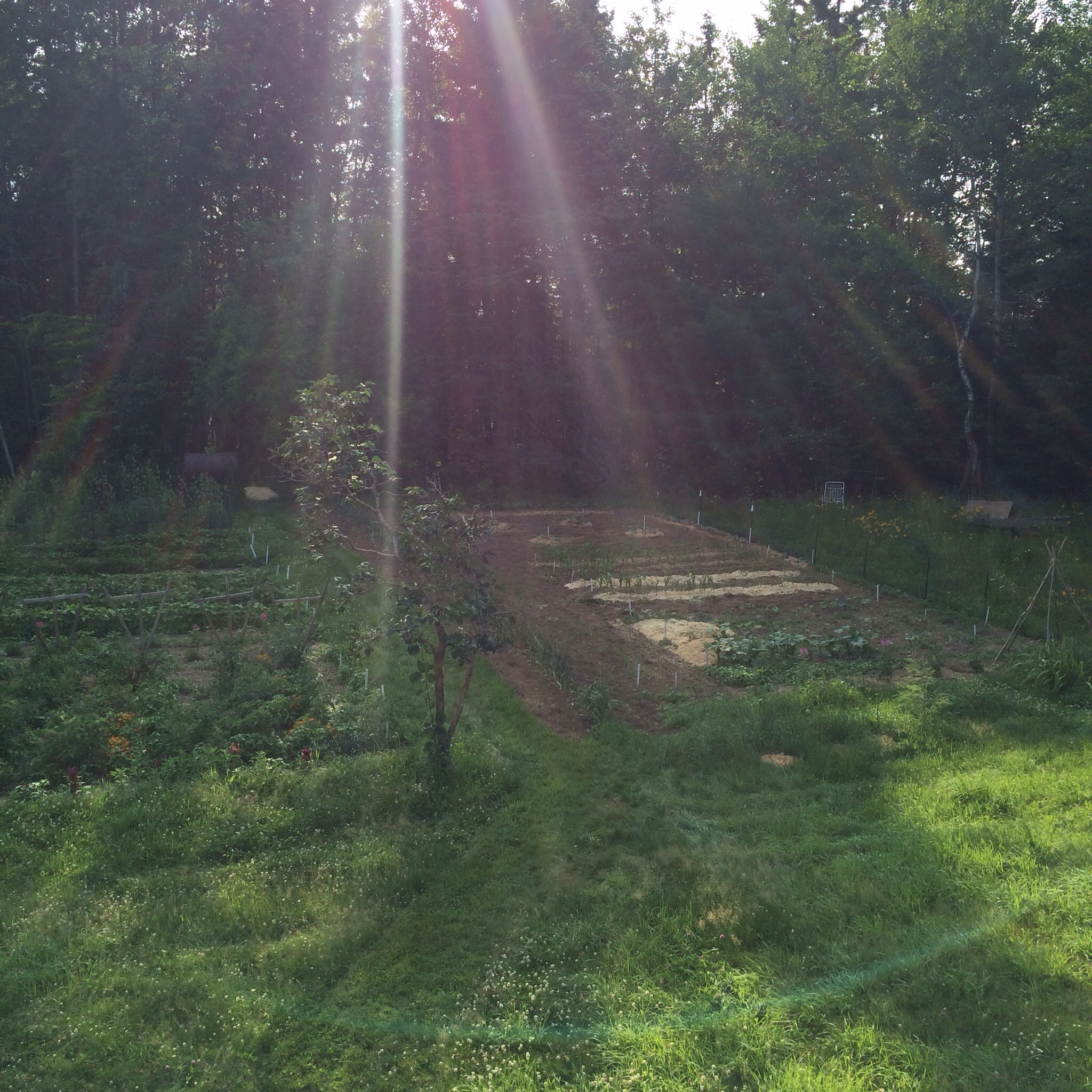 Every year they tend a huge garden (this is a portion of it) and can or freeze much of their year's vegetables. 