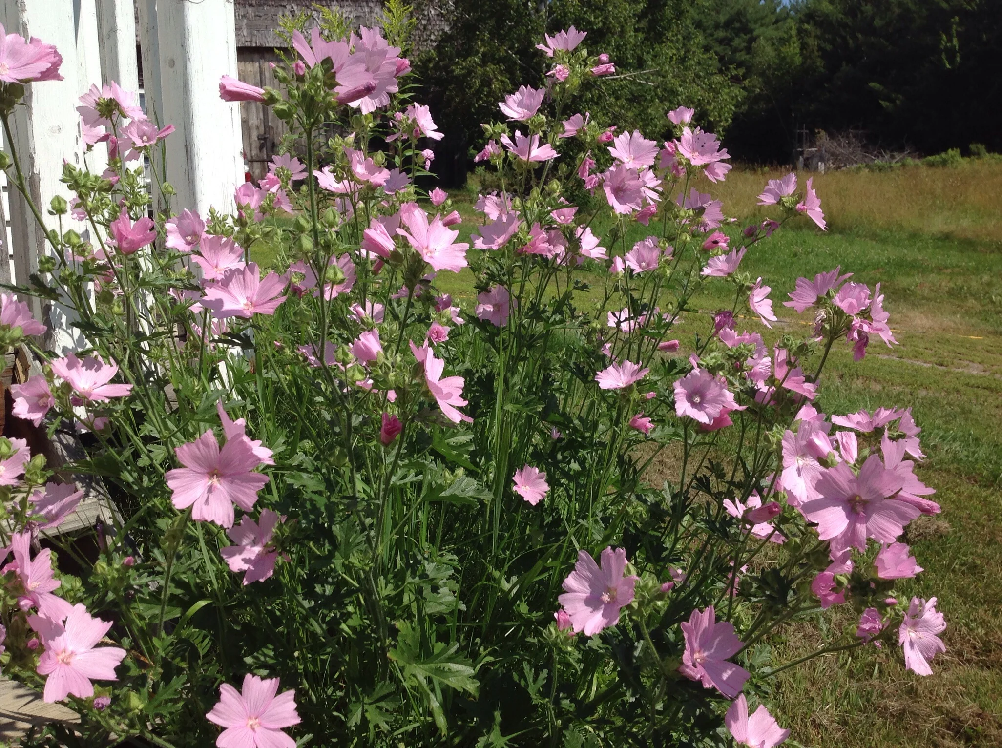 There are a couple happy stands of mallow around the farm, this one by the front door.