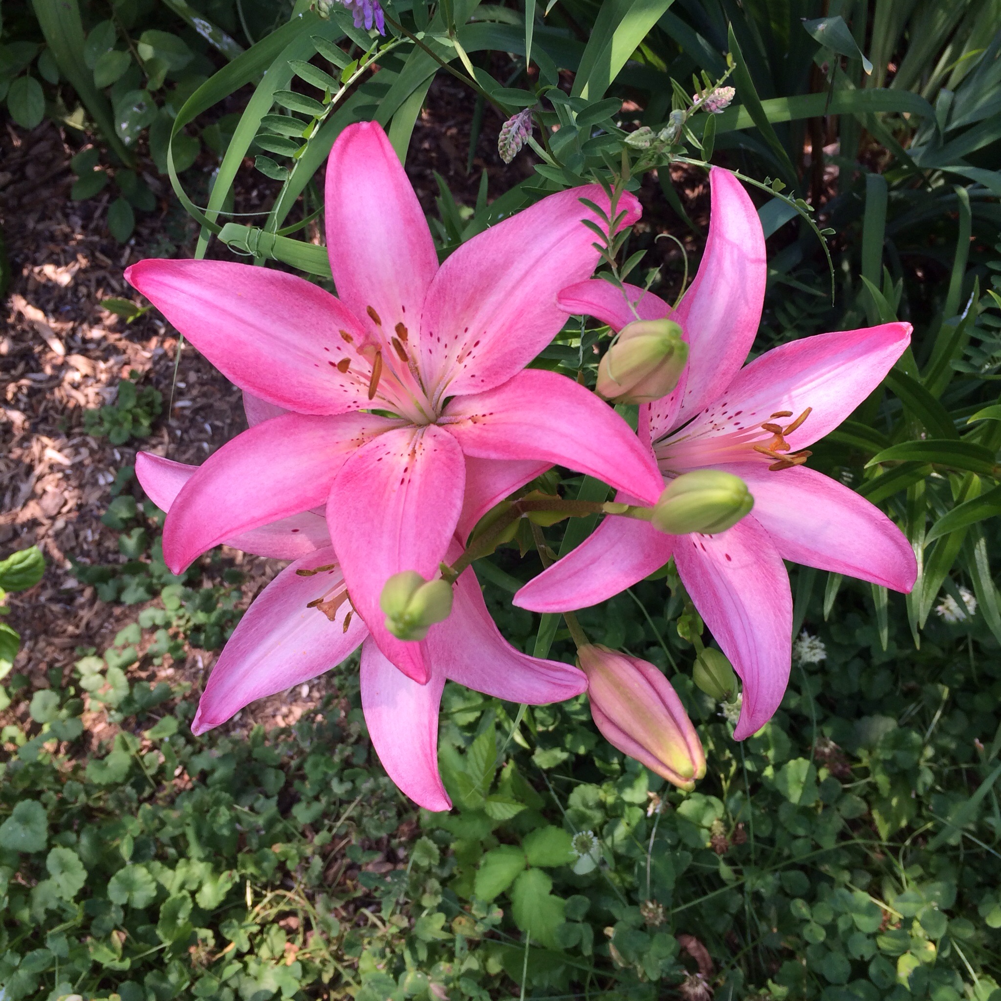 Lovely pink lilies in my mother's flower garden.
