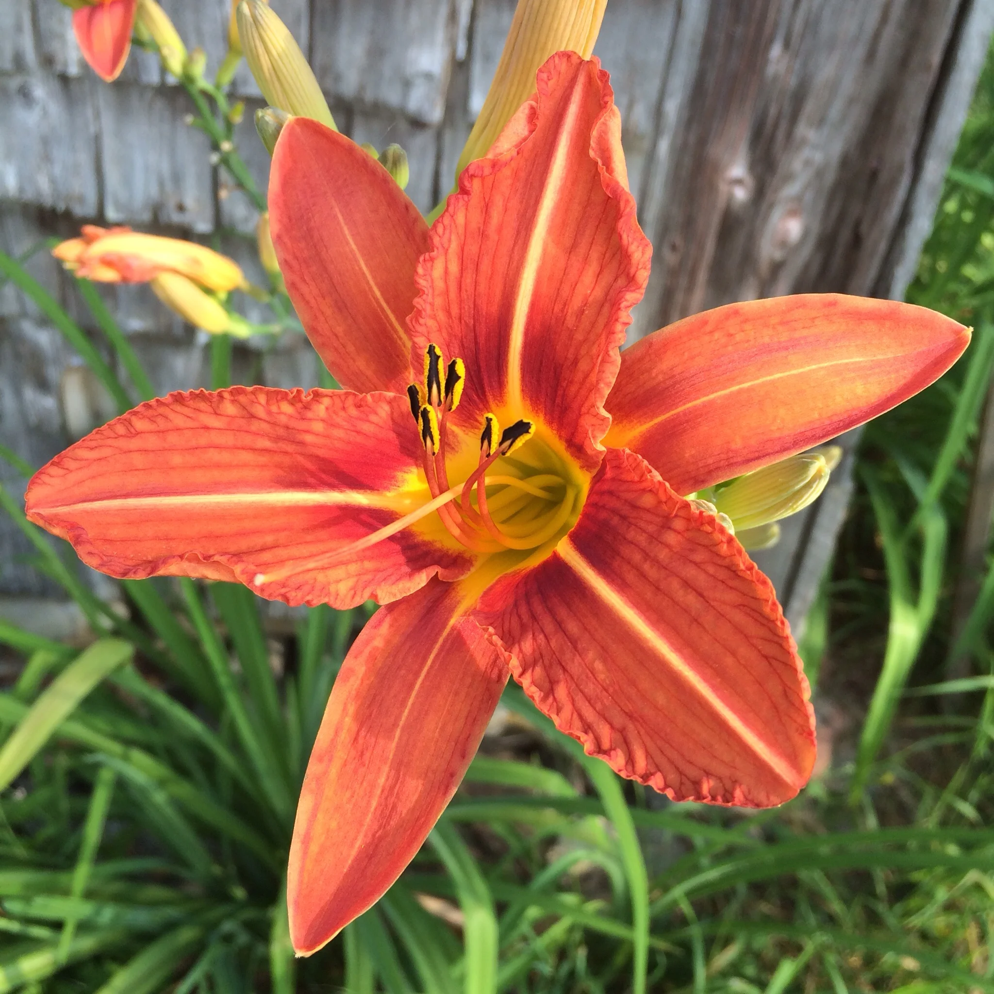 This is the first year I'm really appreciating daylilies, both for their beauty and as a food.